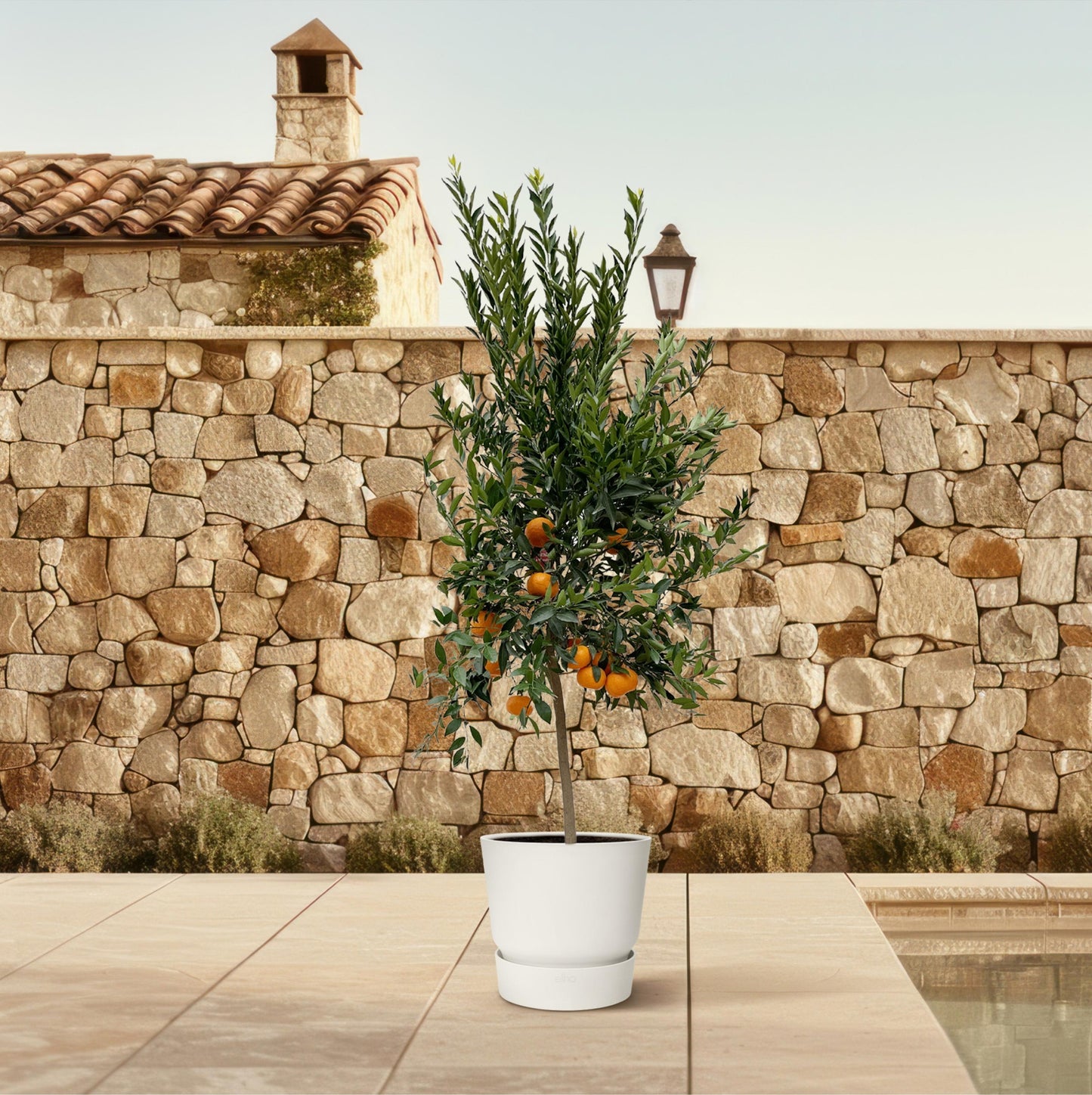 Citrus Mandarino - 200 cm - Forest Plants