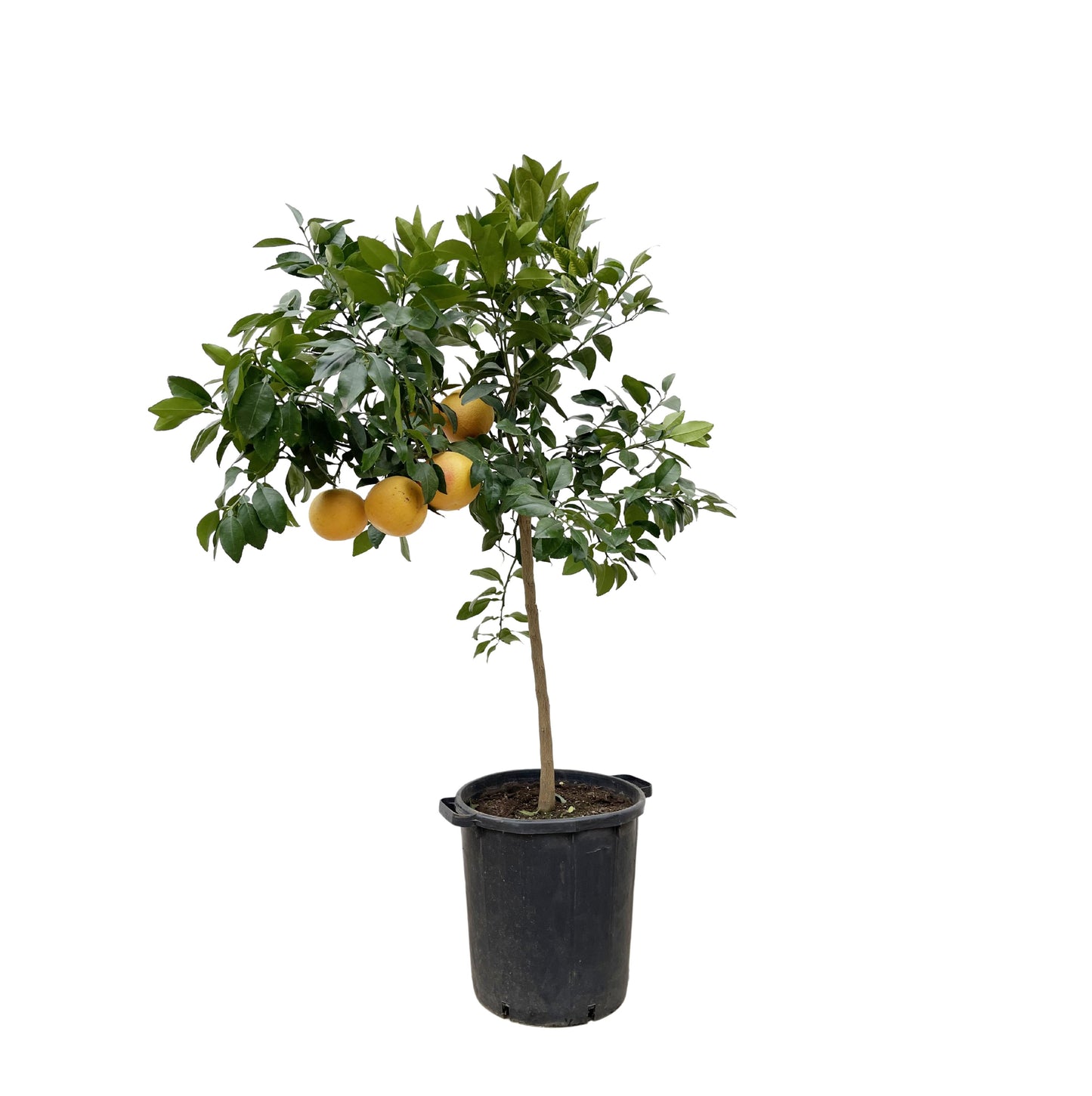 Citrus Pompelmo - 150 cm - Forest Plants