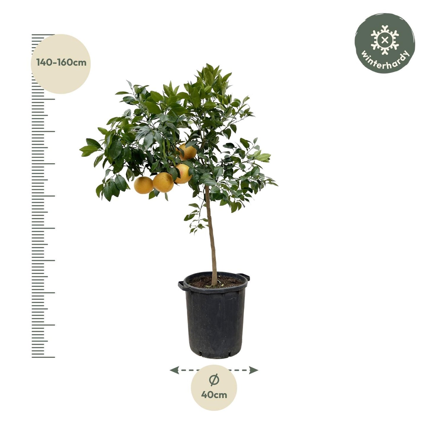 Citrus Pompelmo - 150 cm - Forest Plants