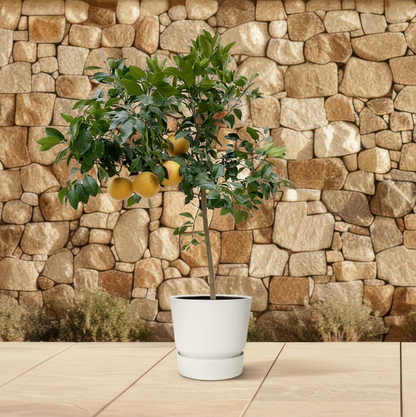 Citrus Pompelmo - 150 cm - Forest Plants