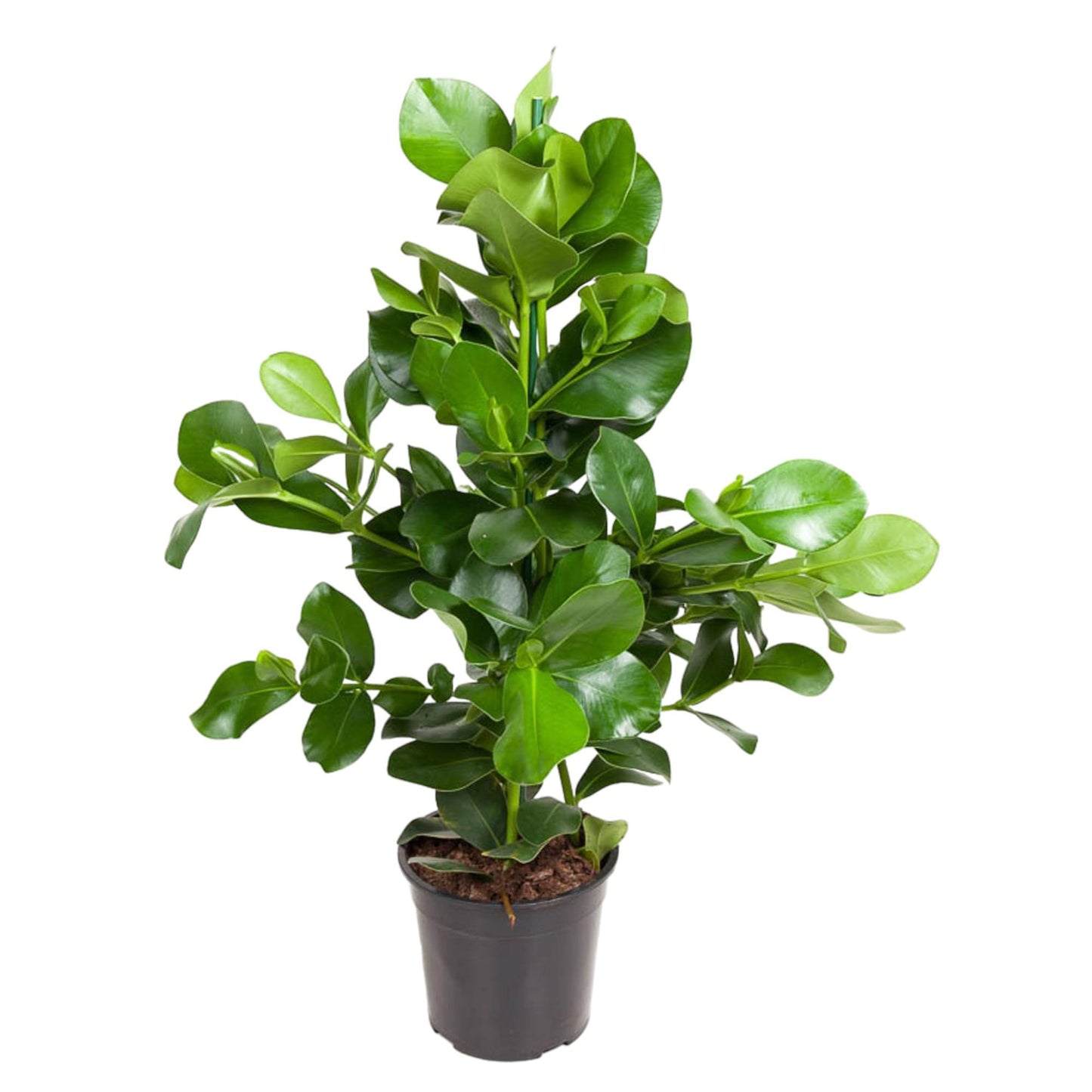 Clusia Rosea - 110 cm - Forest Plants