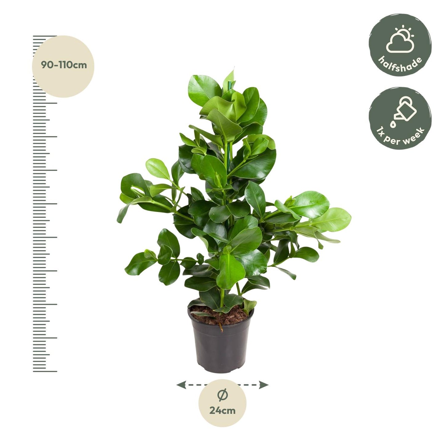 Clusia Rosea - 110 cm - Forest Plants
