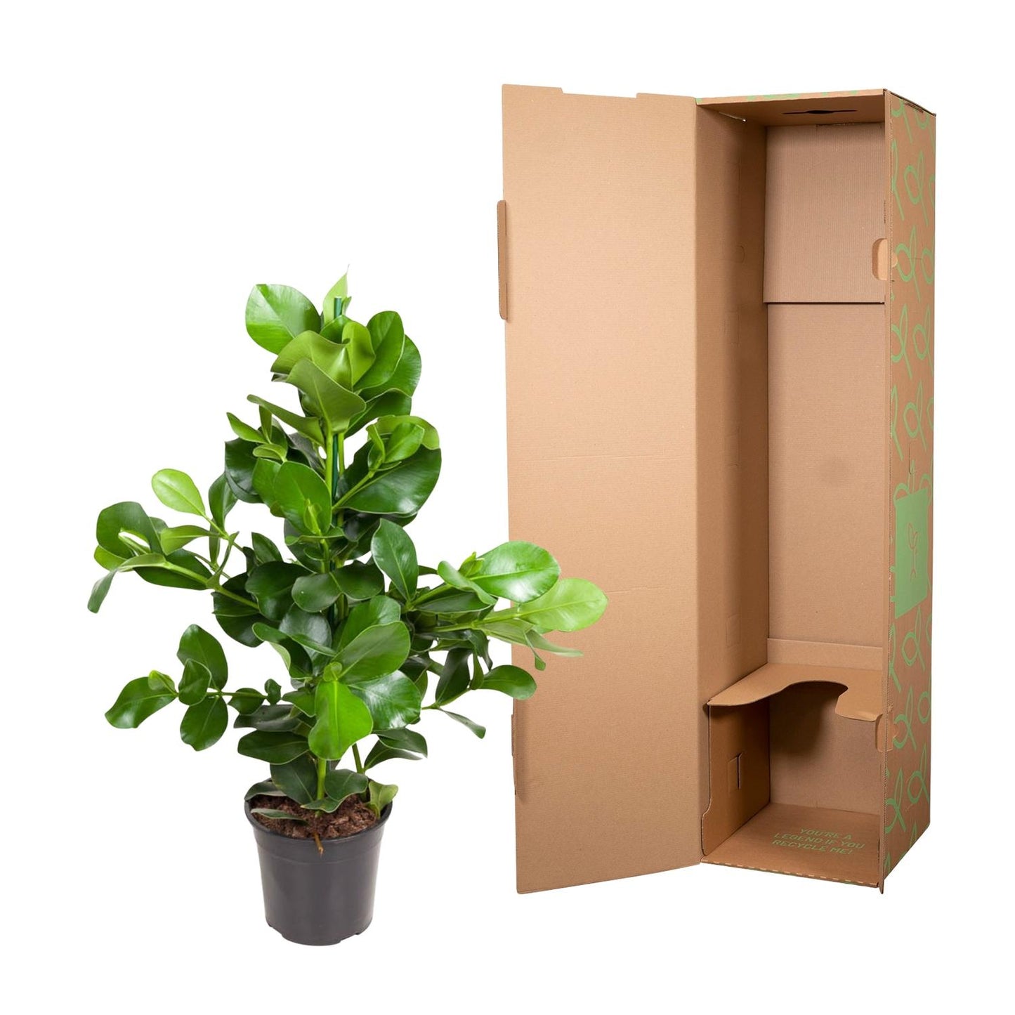 Clusia Rosea - 110 cm - Forest Plants
