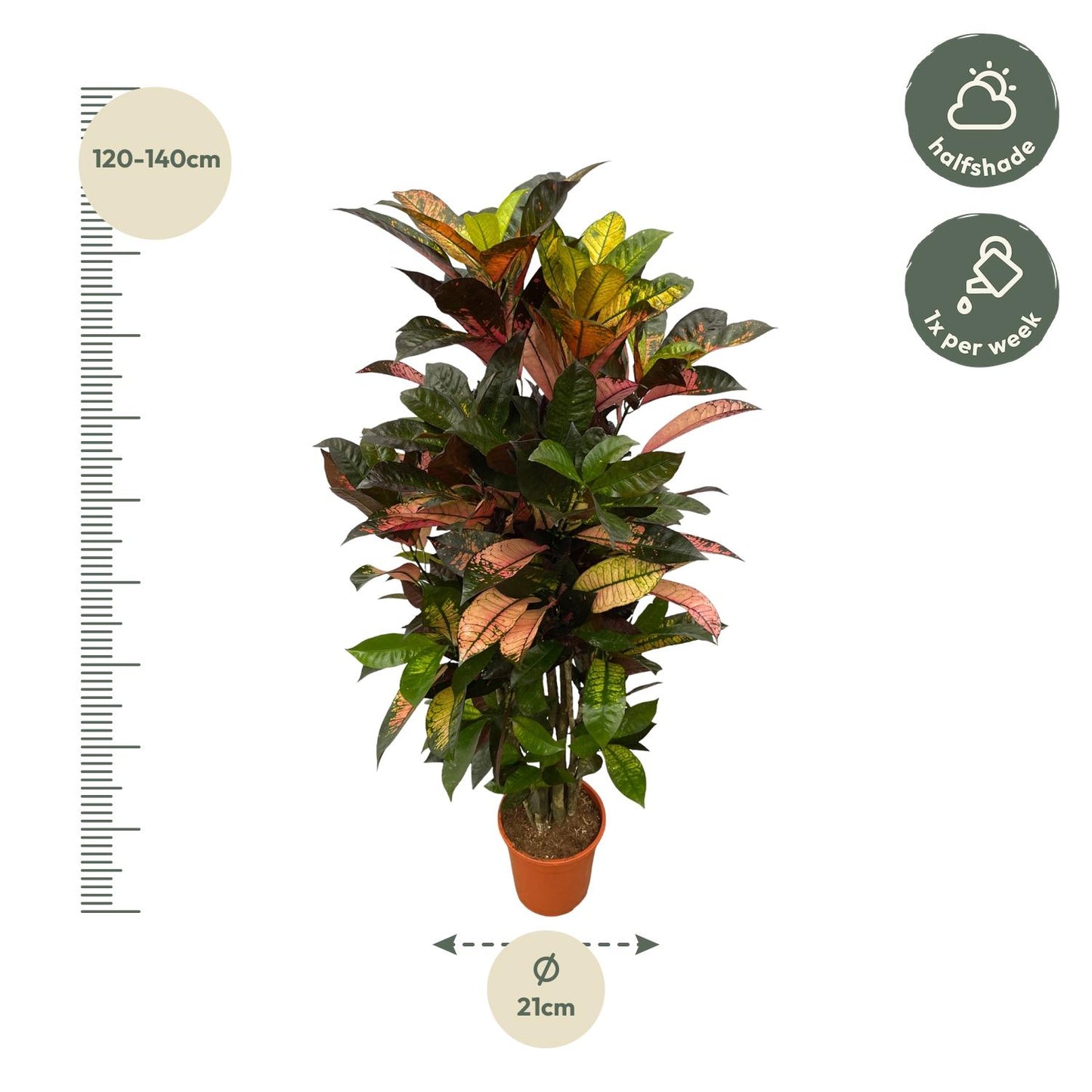 Codiaeum (Croton) Iceton vertakt - 120 cm
