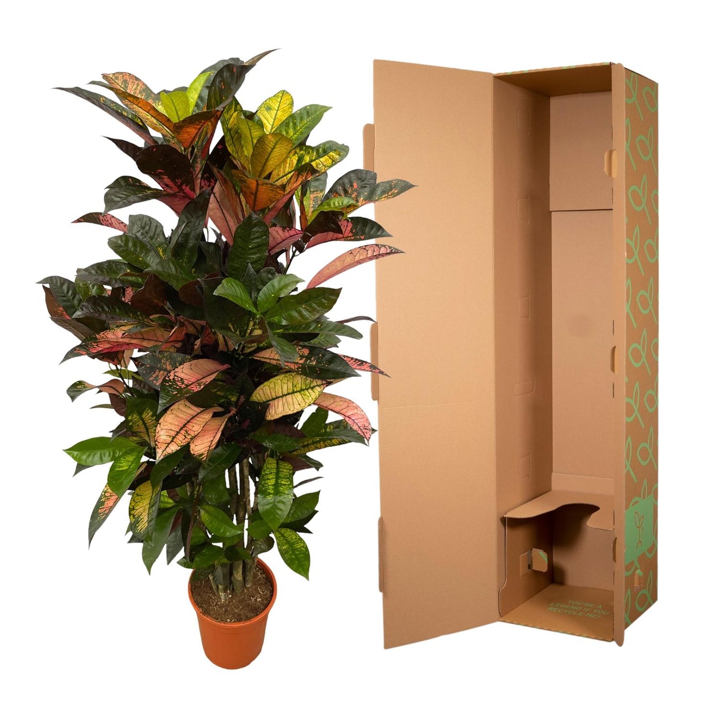 Codiaeum (Croton) Iceton vertakt - 120 cm