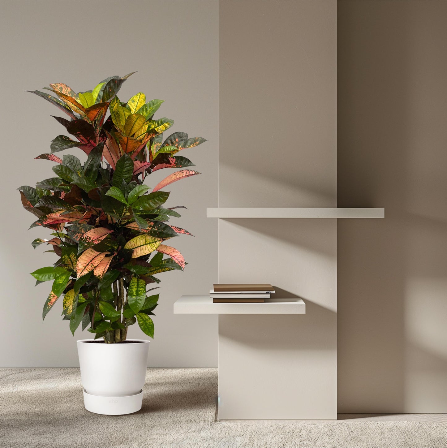 Codiaeum (Croton) Iceton vertakt - 120 cm
