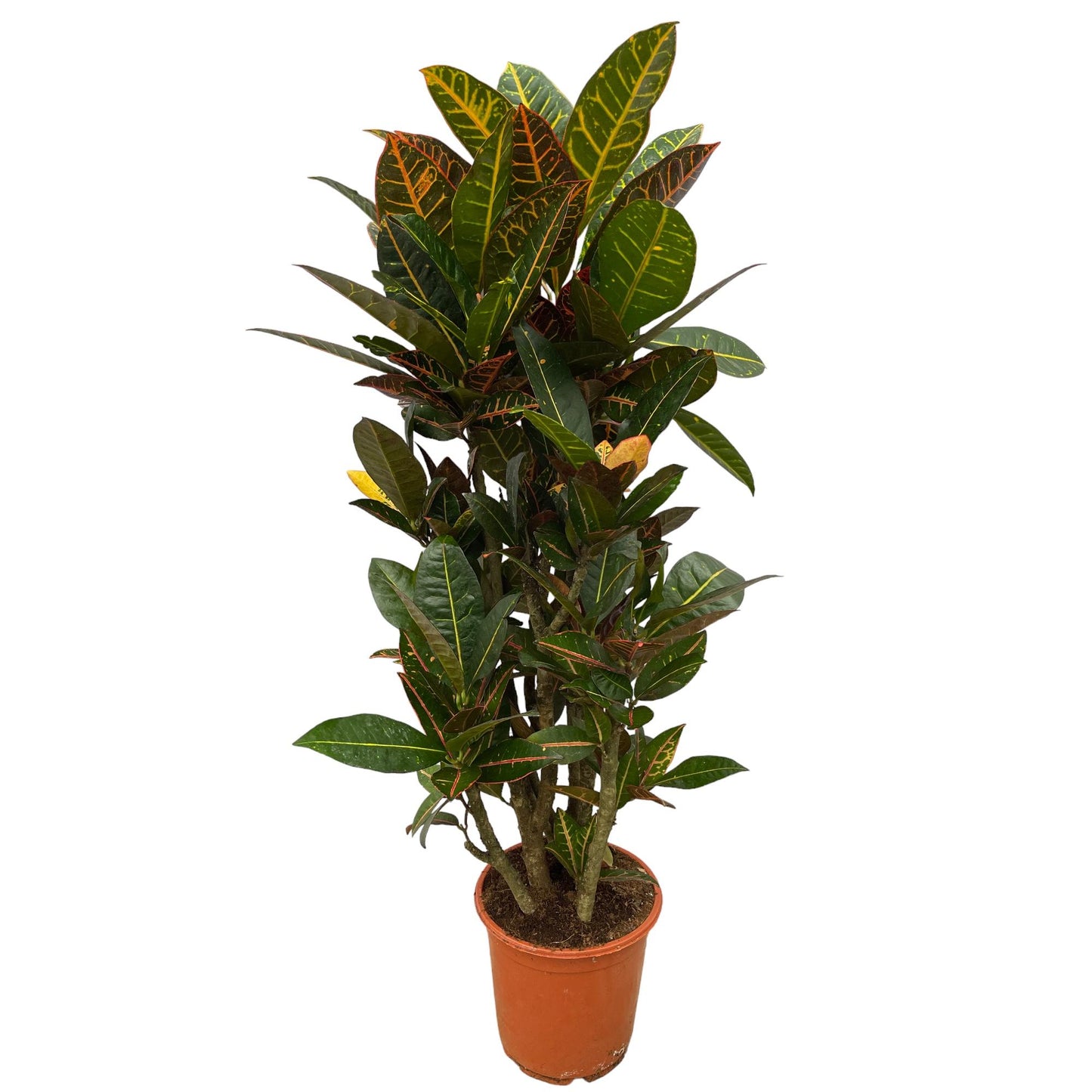 Codiaeum (Croton) Petra vertakt - 100 cm