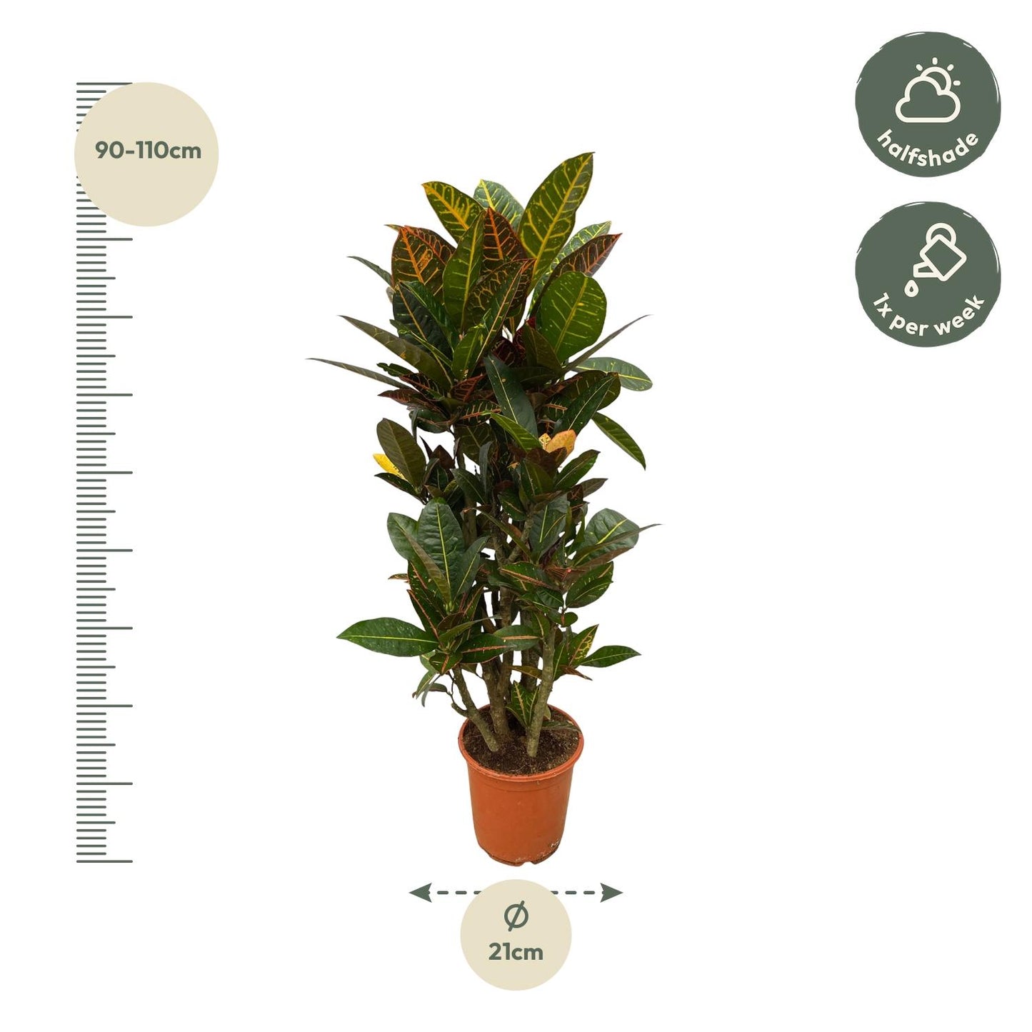 Codiaeum (Croton) Petra vertakt - 100 cm