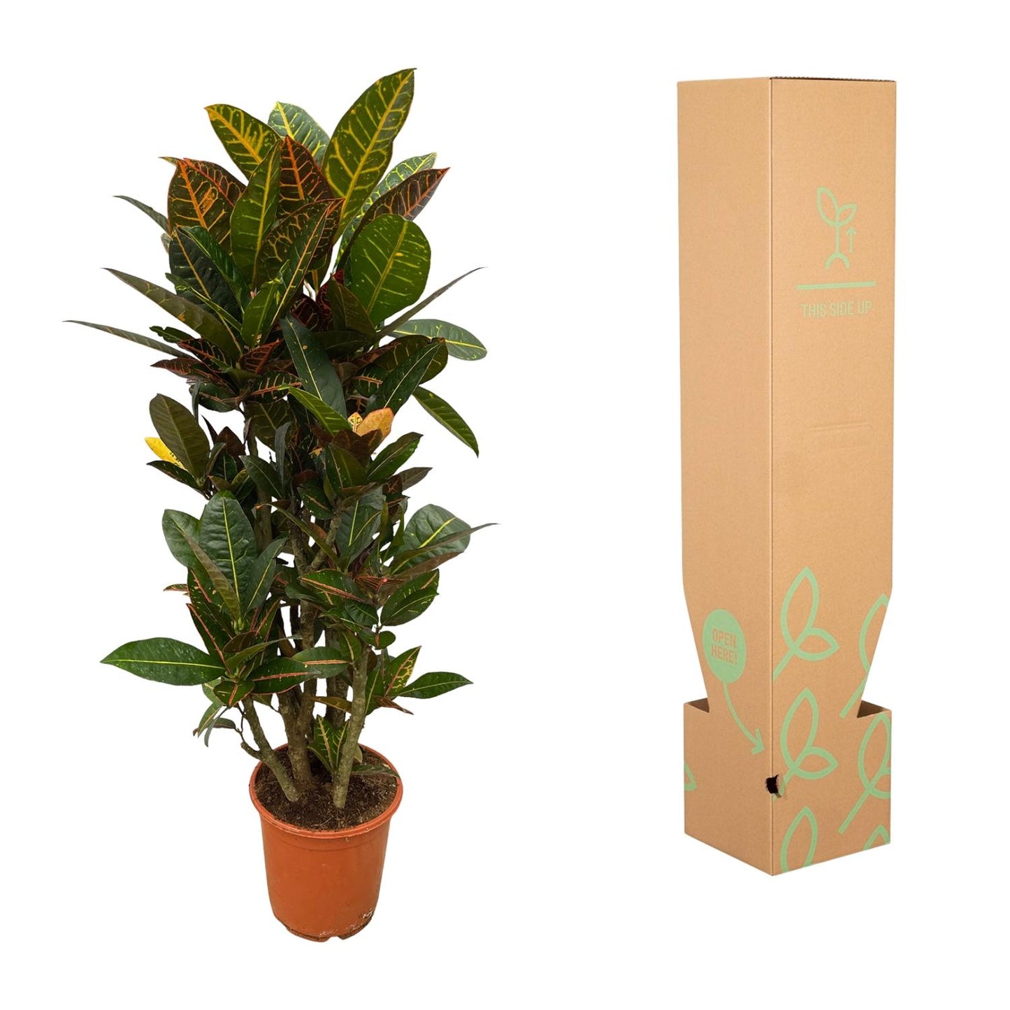 Codiaeum (Croton) Petra vertakt - 100 cm