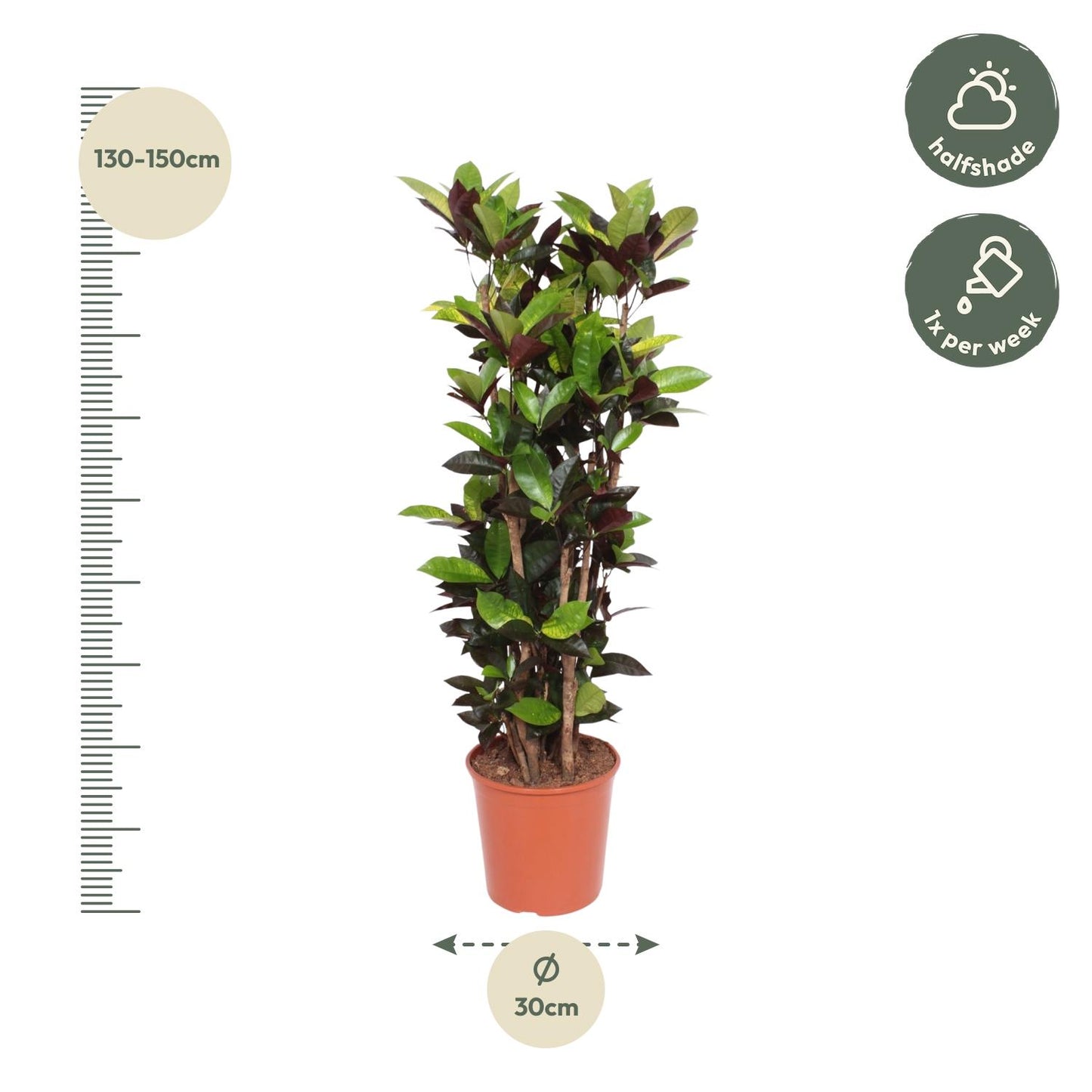 Codiaeum Iceton (Croton Iceton) - 140 cm - Forest Plants