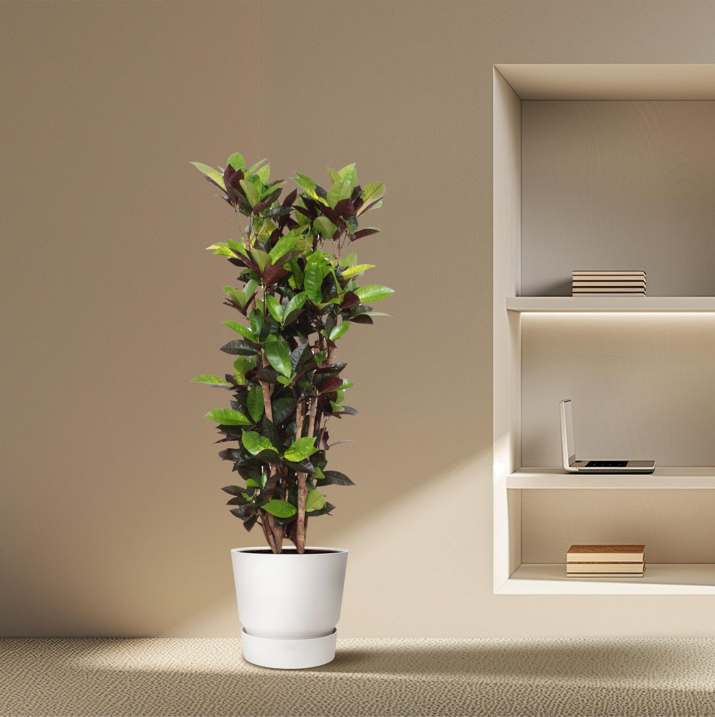 Codiaeum Iceton (Croton Iceton) - 140 cm - Forest Plants