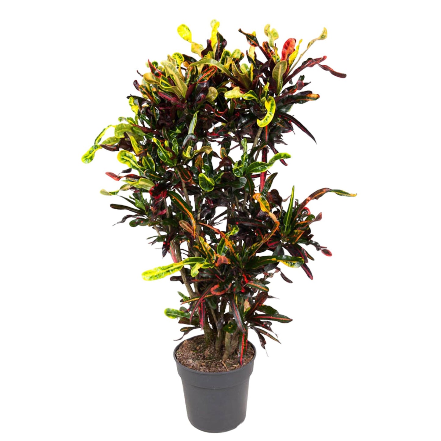 Codiaeum Mammi vertakt - 120 cm - Forest Plants
