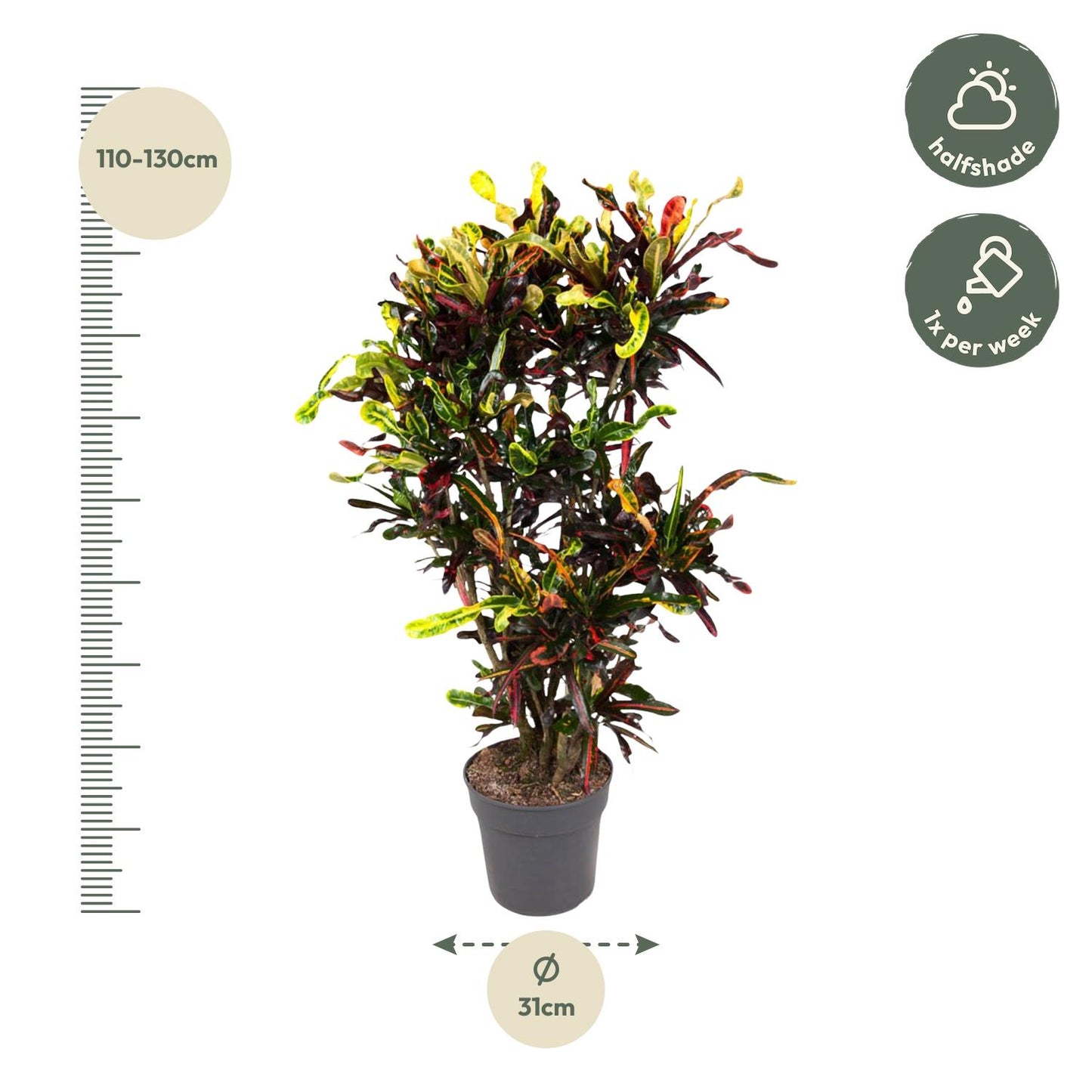 Codiaeum Mammi vertakt - 120 cm - Forest Plants