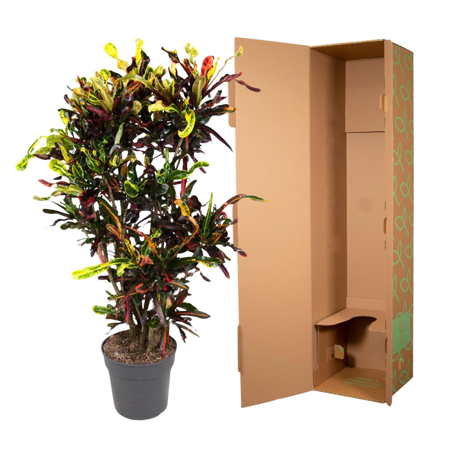 Codiaeum Mammi vertakt - 120 cm - Forest Plants
