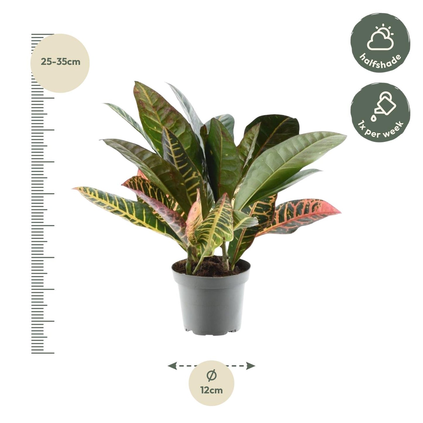 Codiaeum variegatum 'Petra' - 30 cm