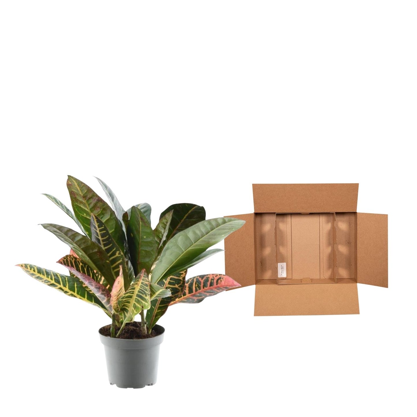 Codiaeum variegatum 'Petra' - 30 cm