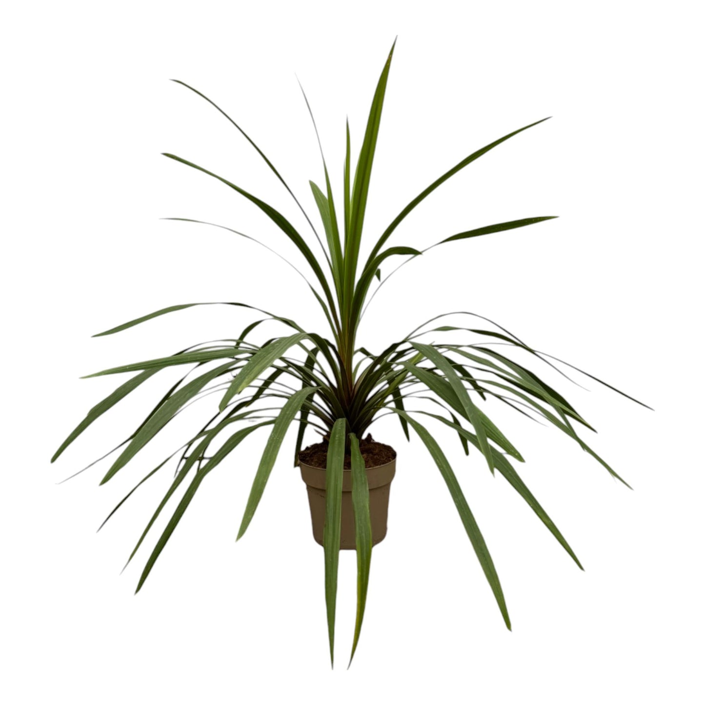 Cordyline Peko - 90 cm