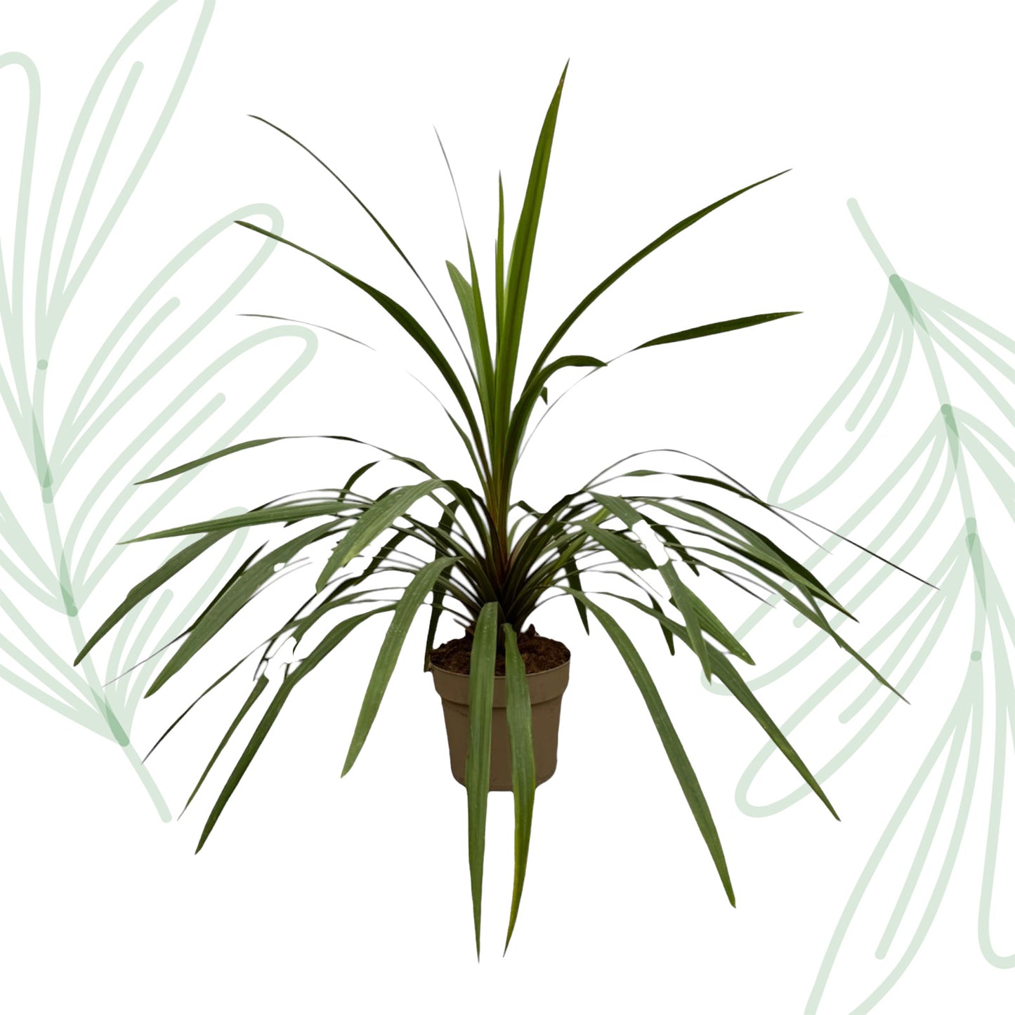 Cordyline Peko - 90 cm