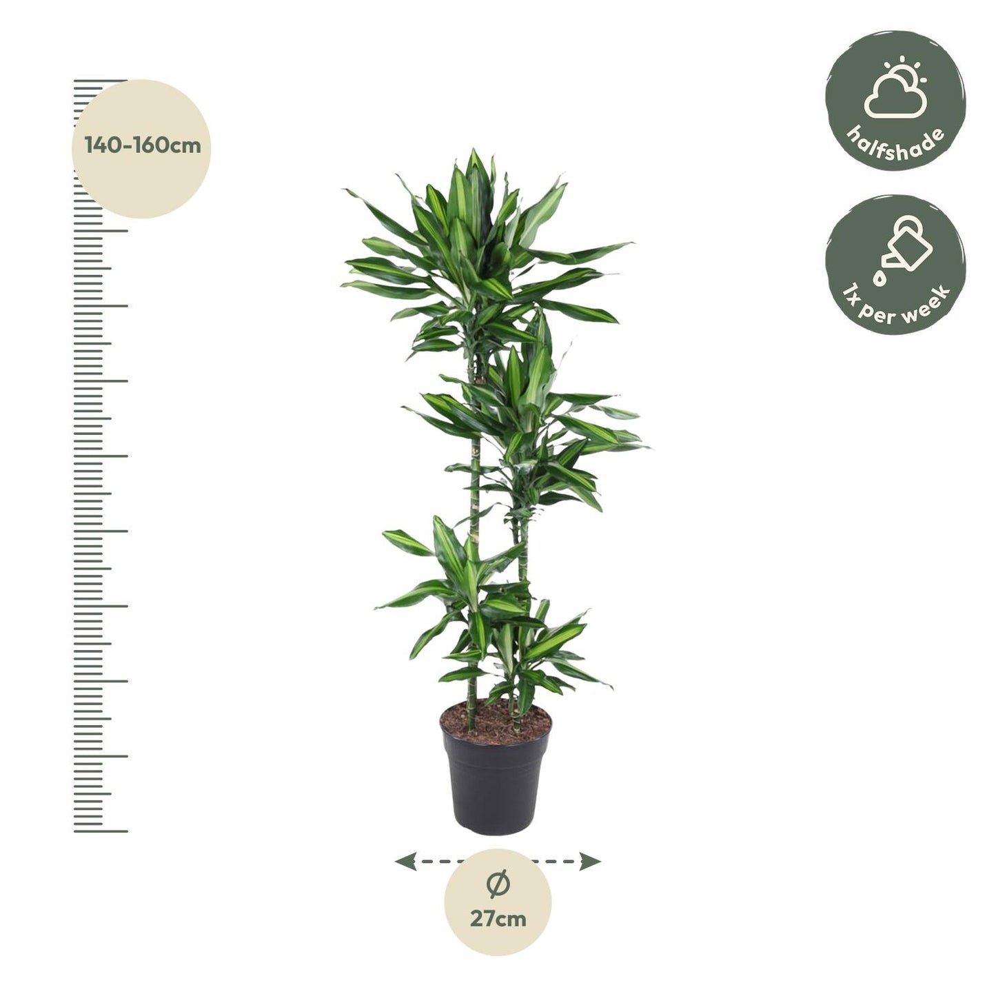 Dracaena Cintho - 150 cm - Forest Plants