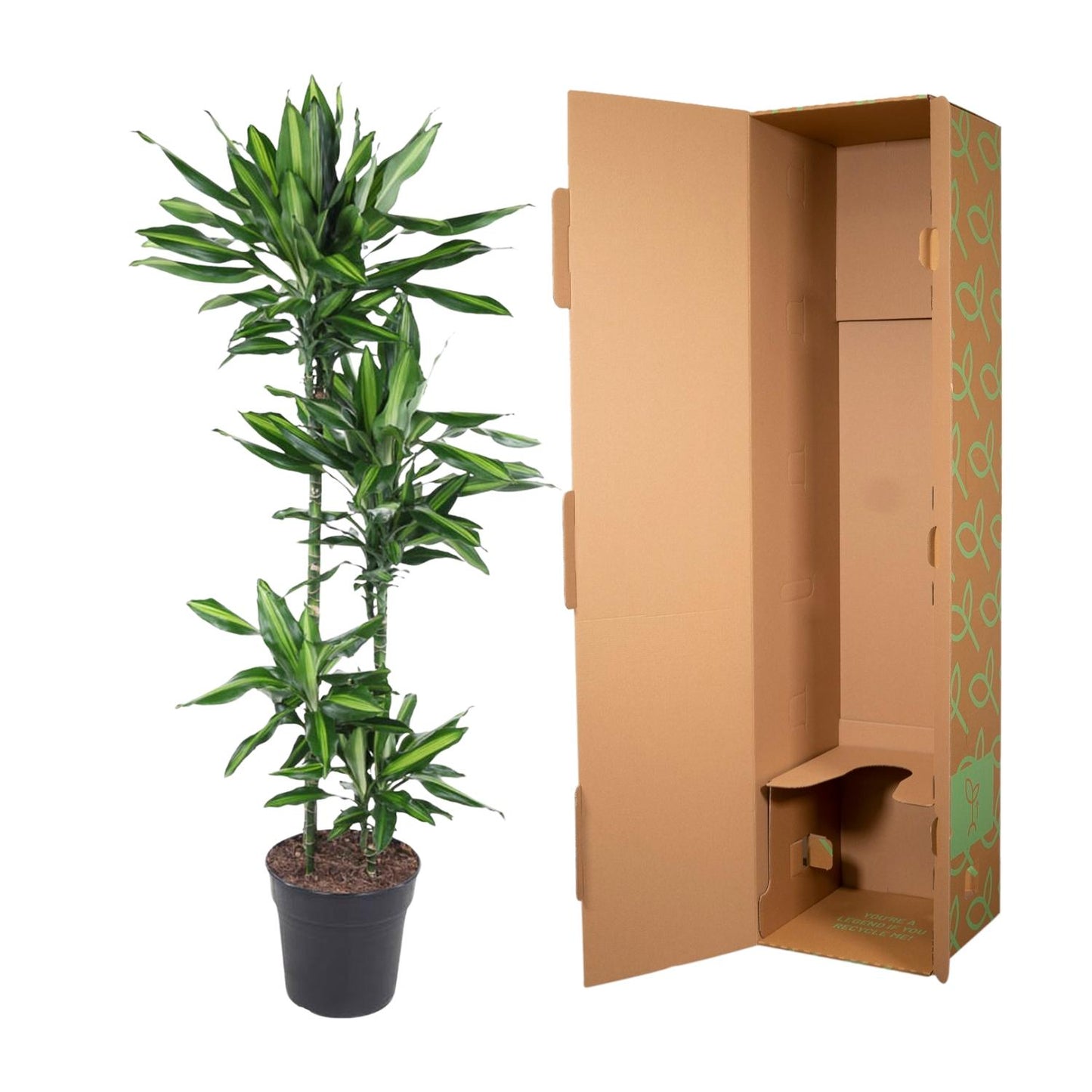 Dracaena Cintho - 150 cm - Forest Plants