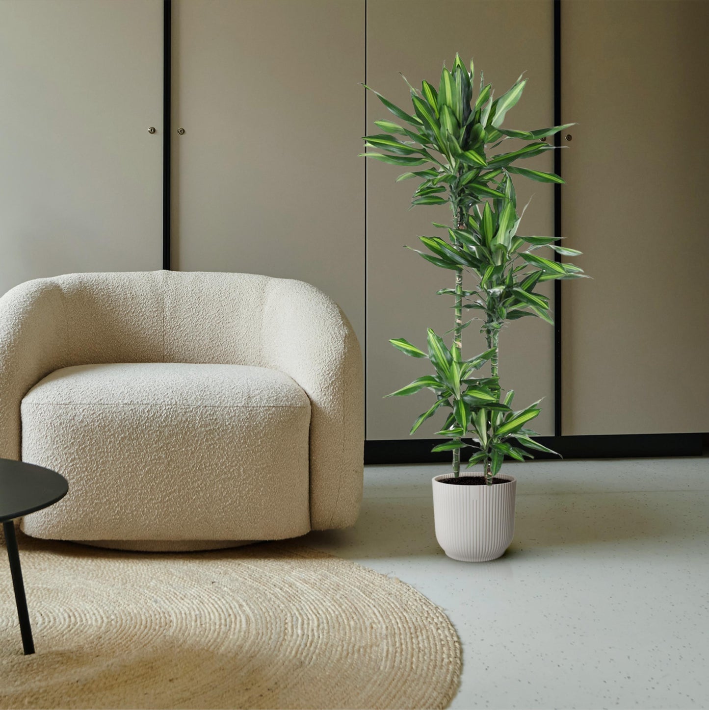 Dracaena Cintho - 150 cm - Forest Plants