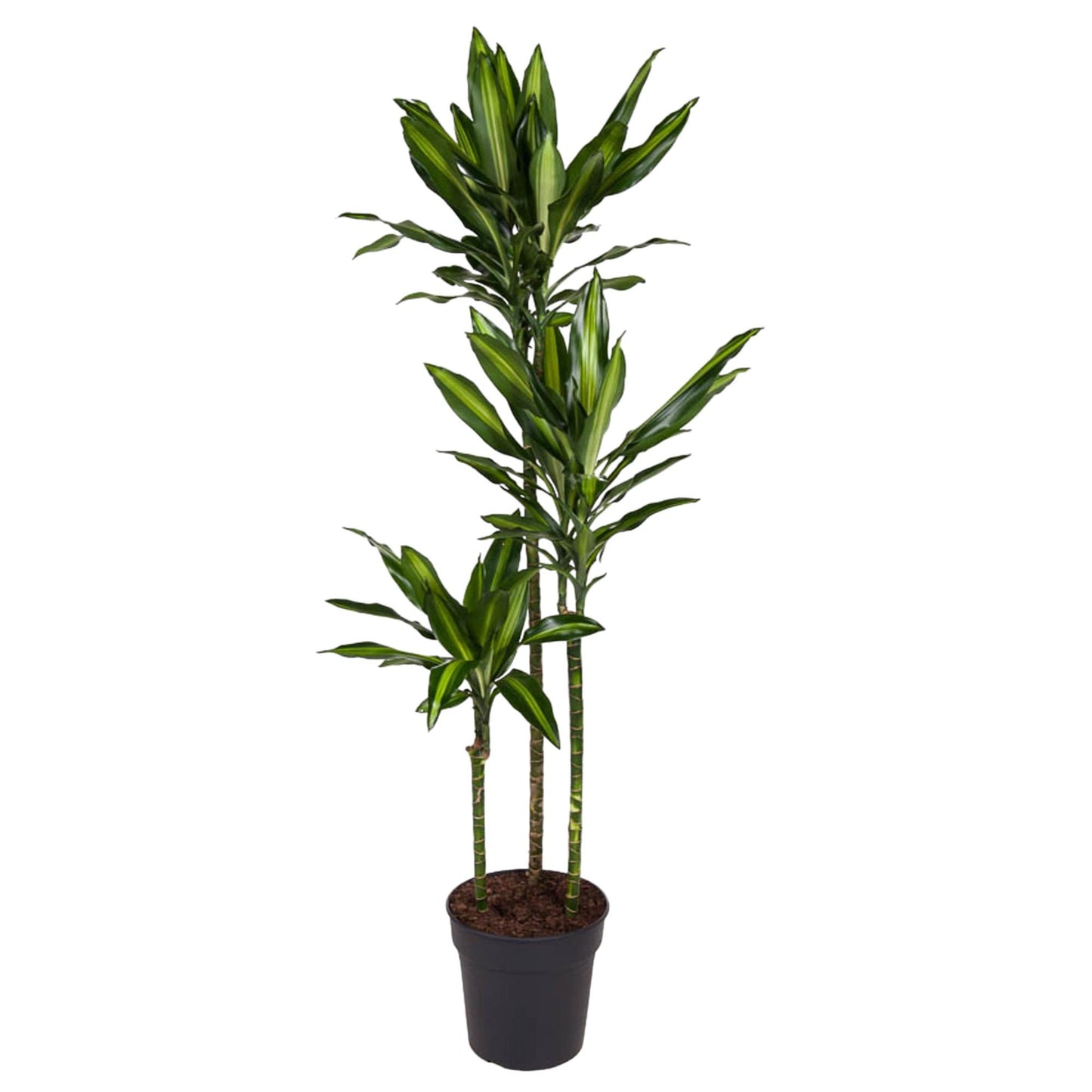 Dracaena Cintho - 160 cm - Forest Plants