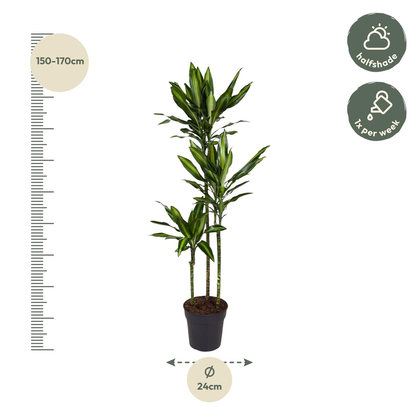 Dracaena Cintho - 160 cm - Forest Plants