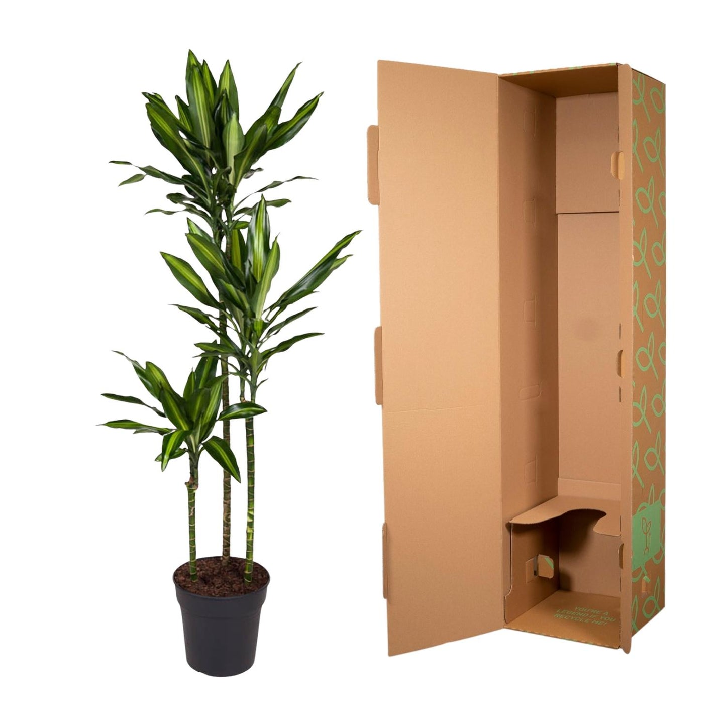 Dracaena Cintho - 160 cm - Forest Plants