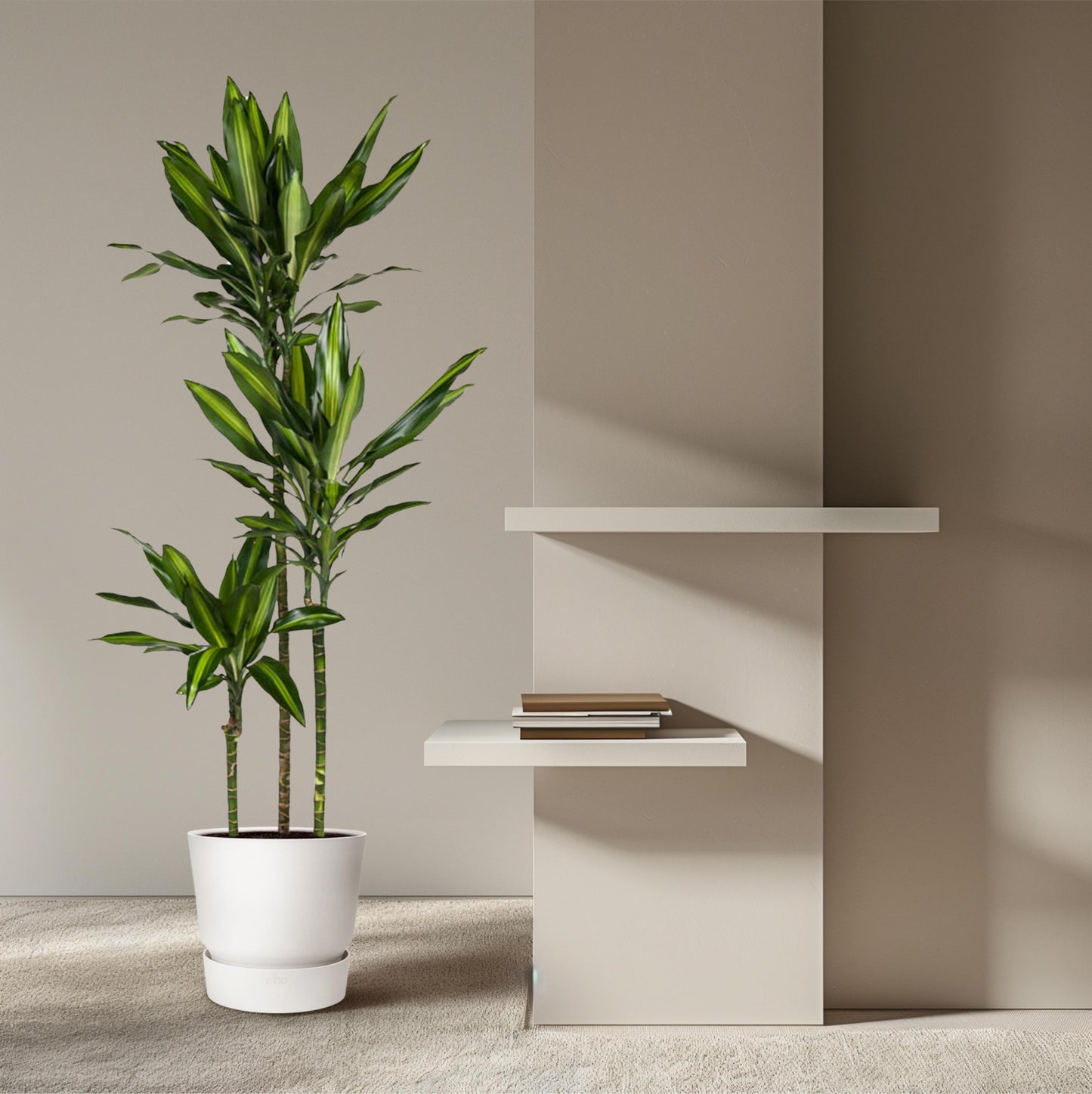 Dracaena Cintho - 160 cm - Forest Plants