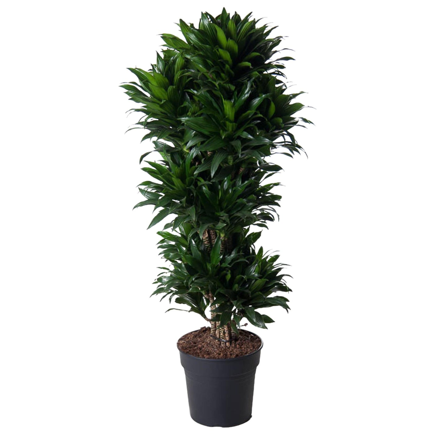 Dracaena Compacta vertakt - 140 cm - Forest Plants