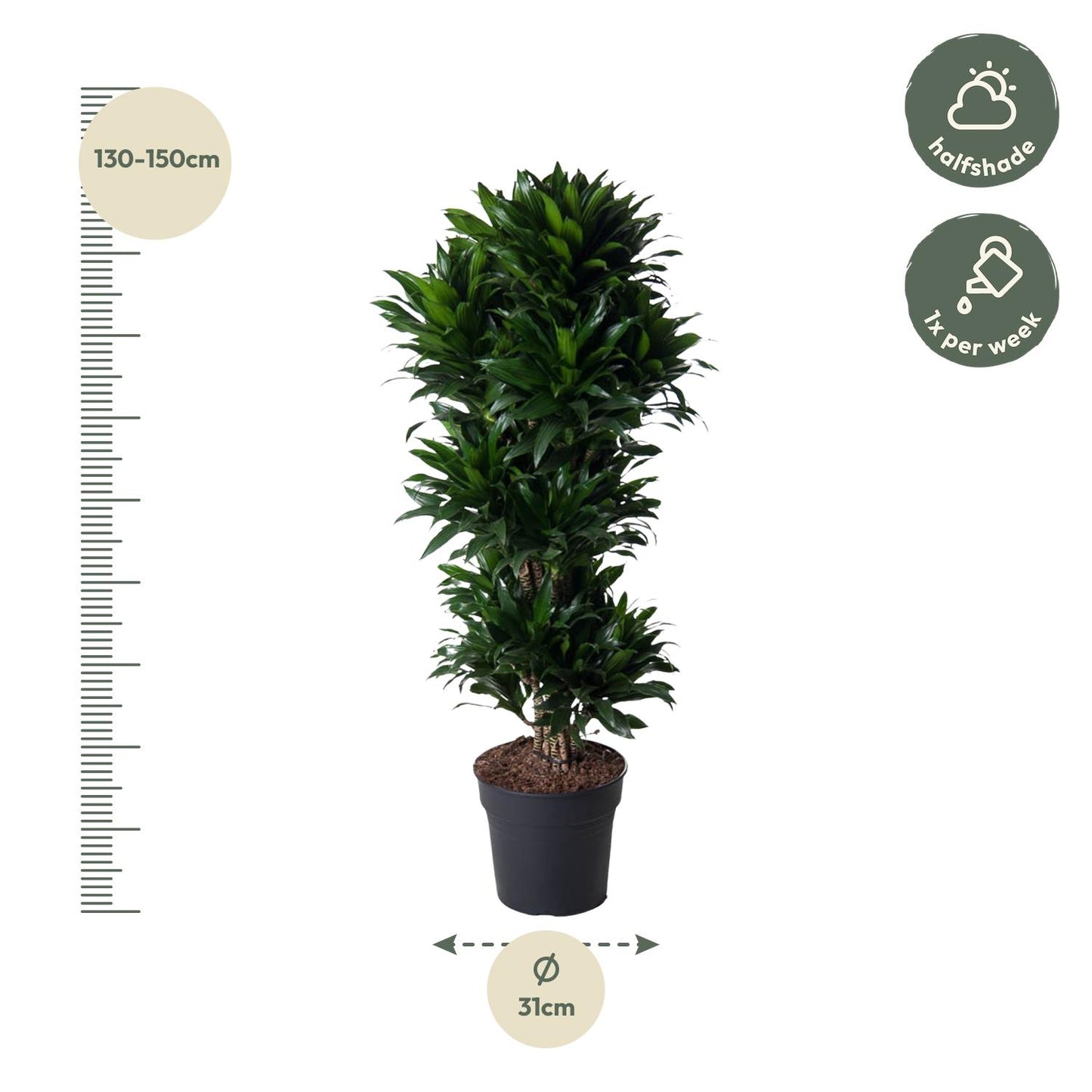 Dracaena Compacta vertakt - 140 cm - Forest Plants