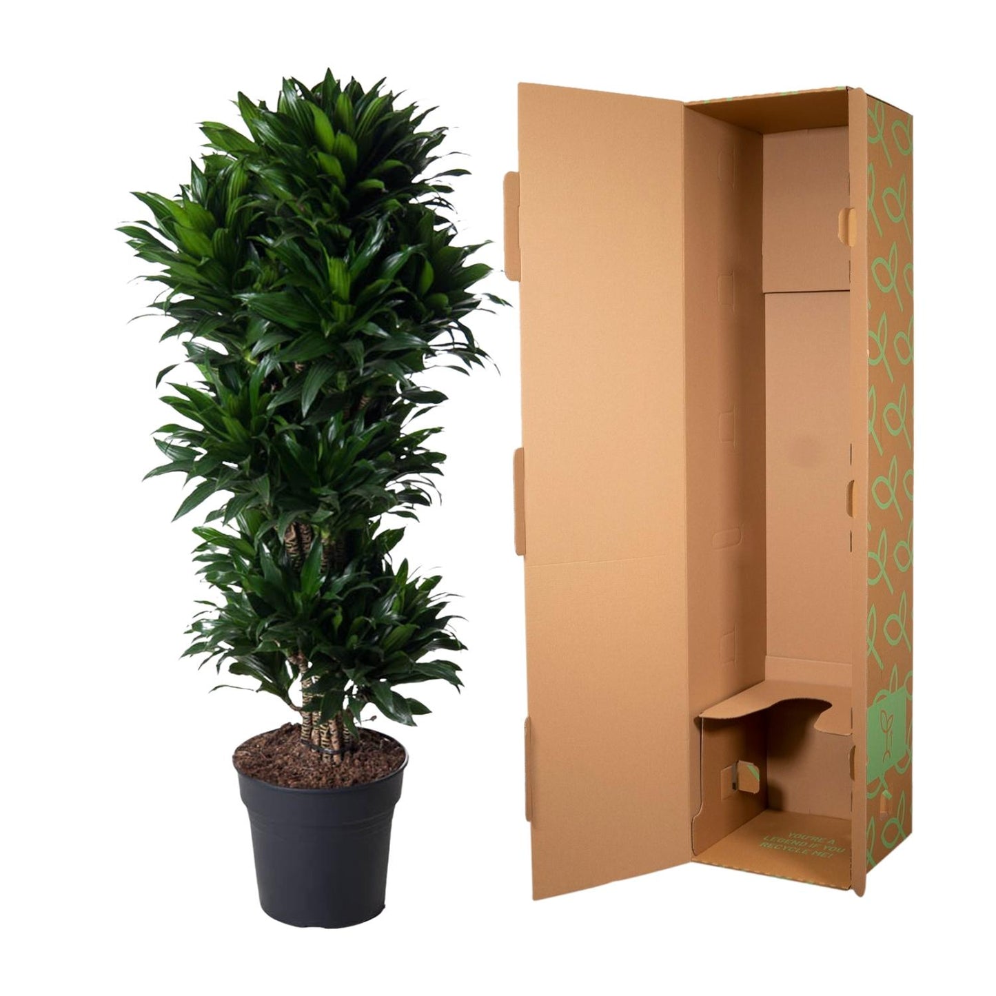 Dracaena Compacta vertakt - 140 cm - Forest Plants