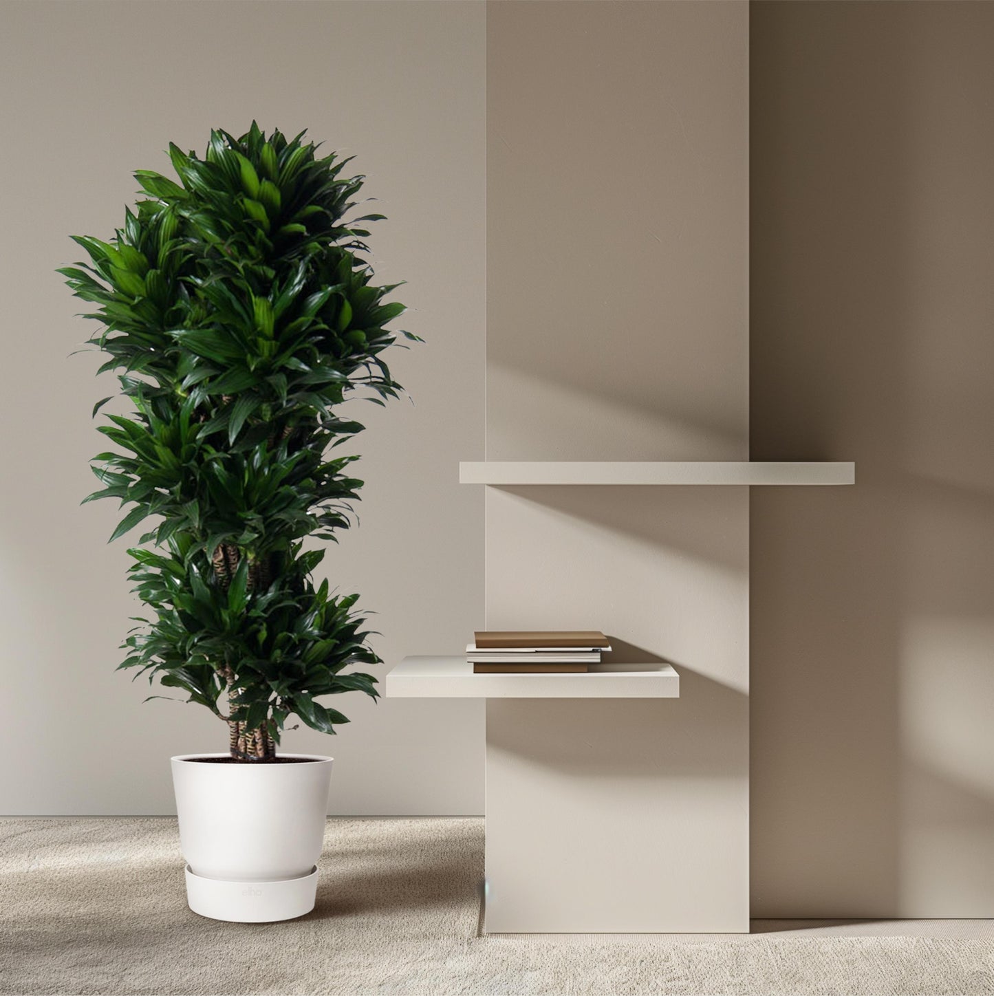 Dracaena Compacta vertakt - 140 cm - Forest Plants