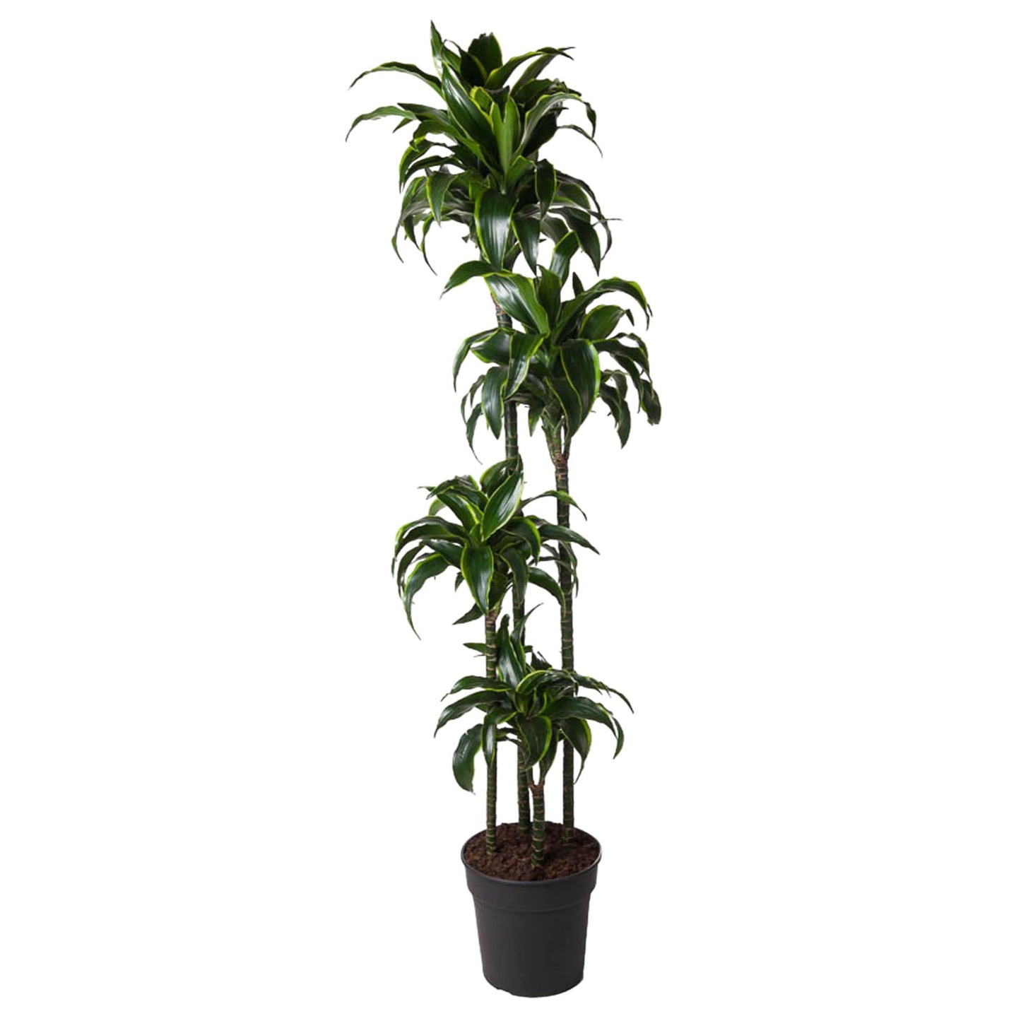 Dracaena Dorado - 170 cm - Forest Plants