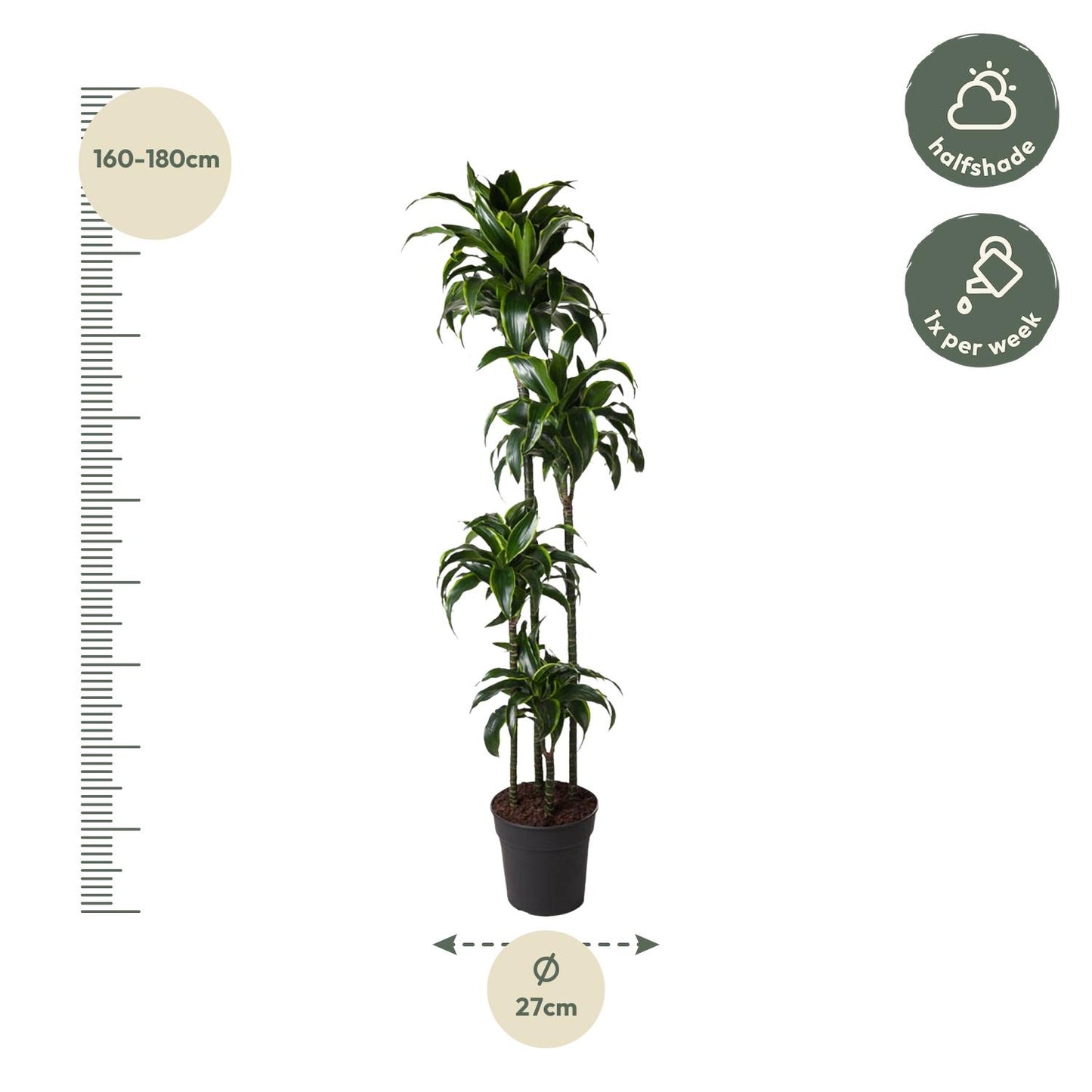 Dracaena Dorado - 170 cm - Forest Plants