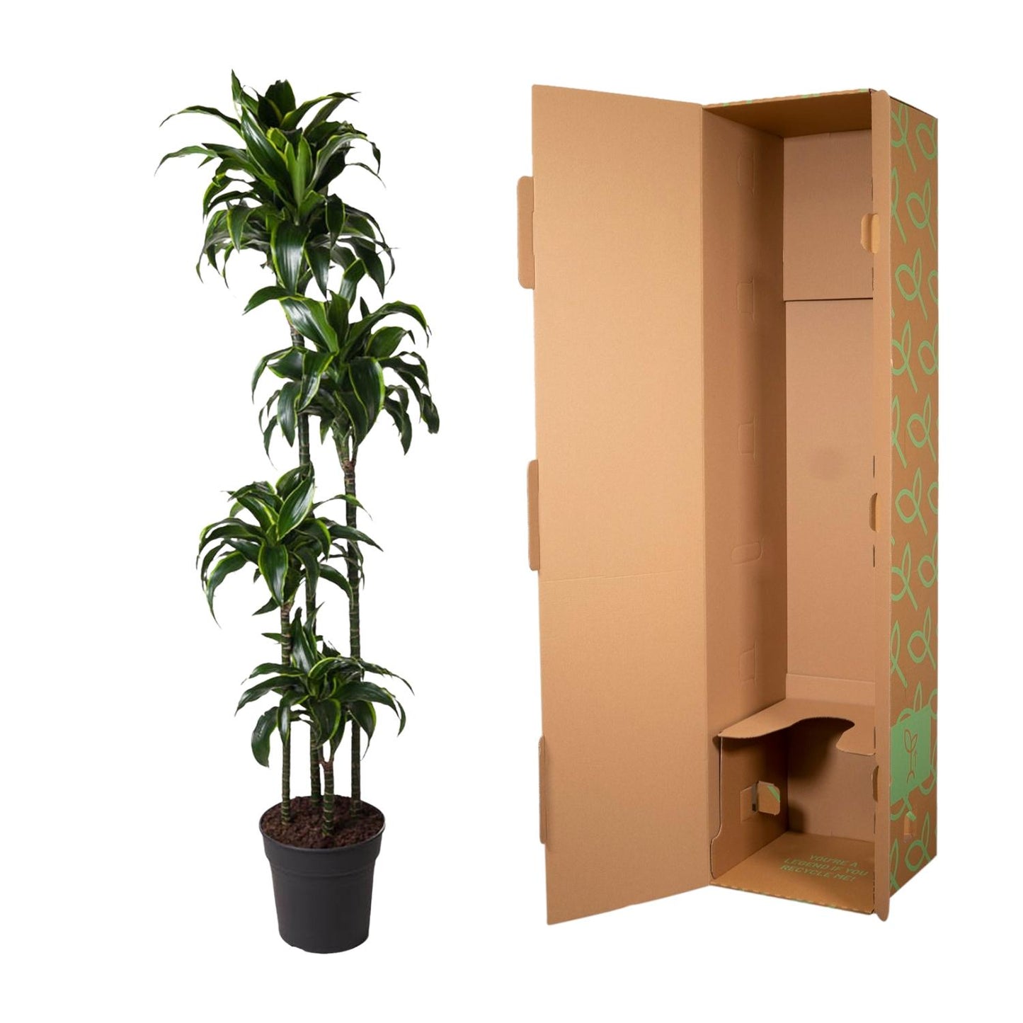 Dracaena Dorado - 170 cm - Forest Plants