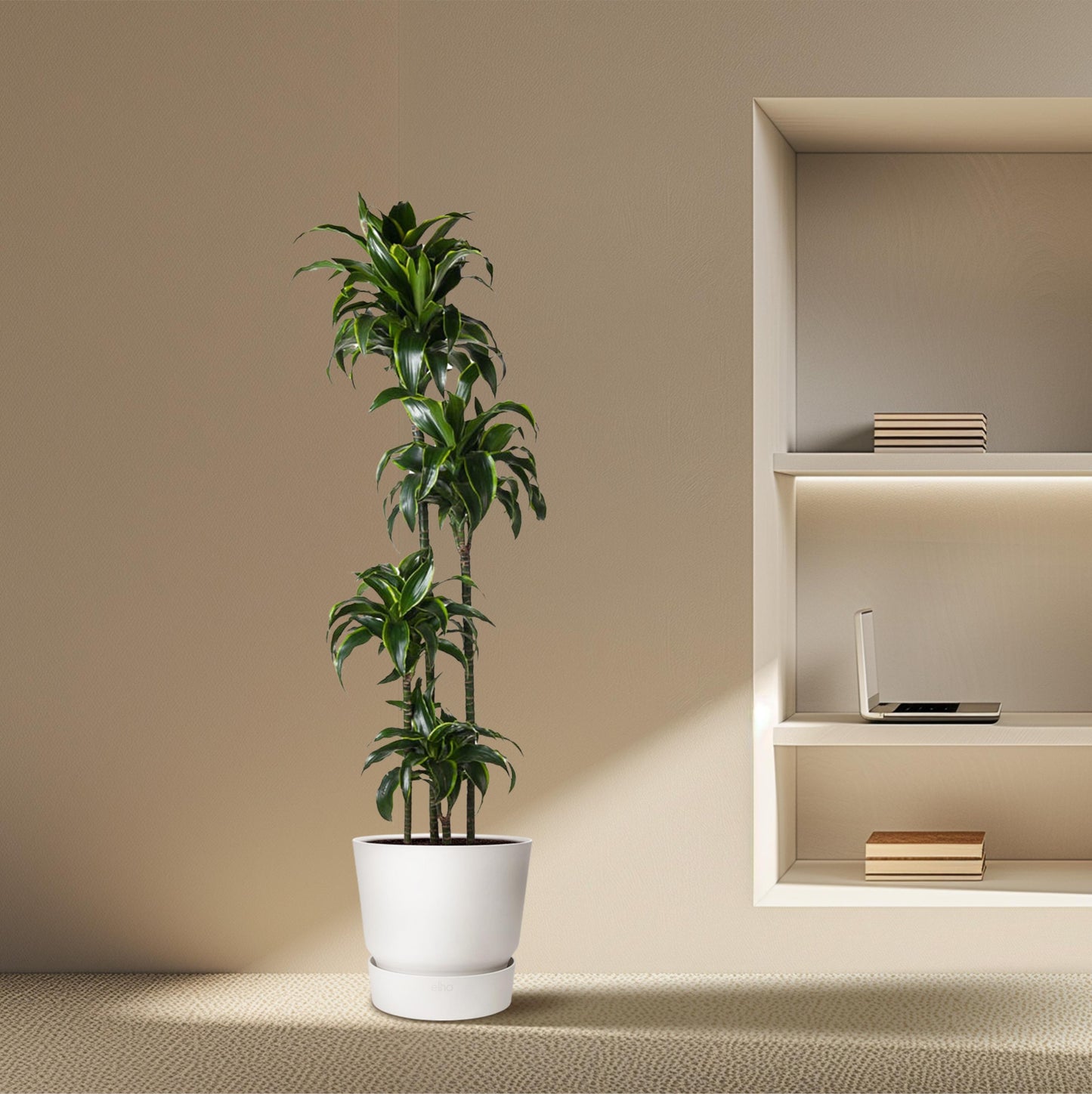 Dracaena Dorado - 170 cm - Forest Plants