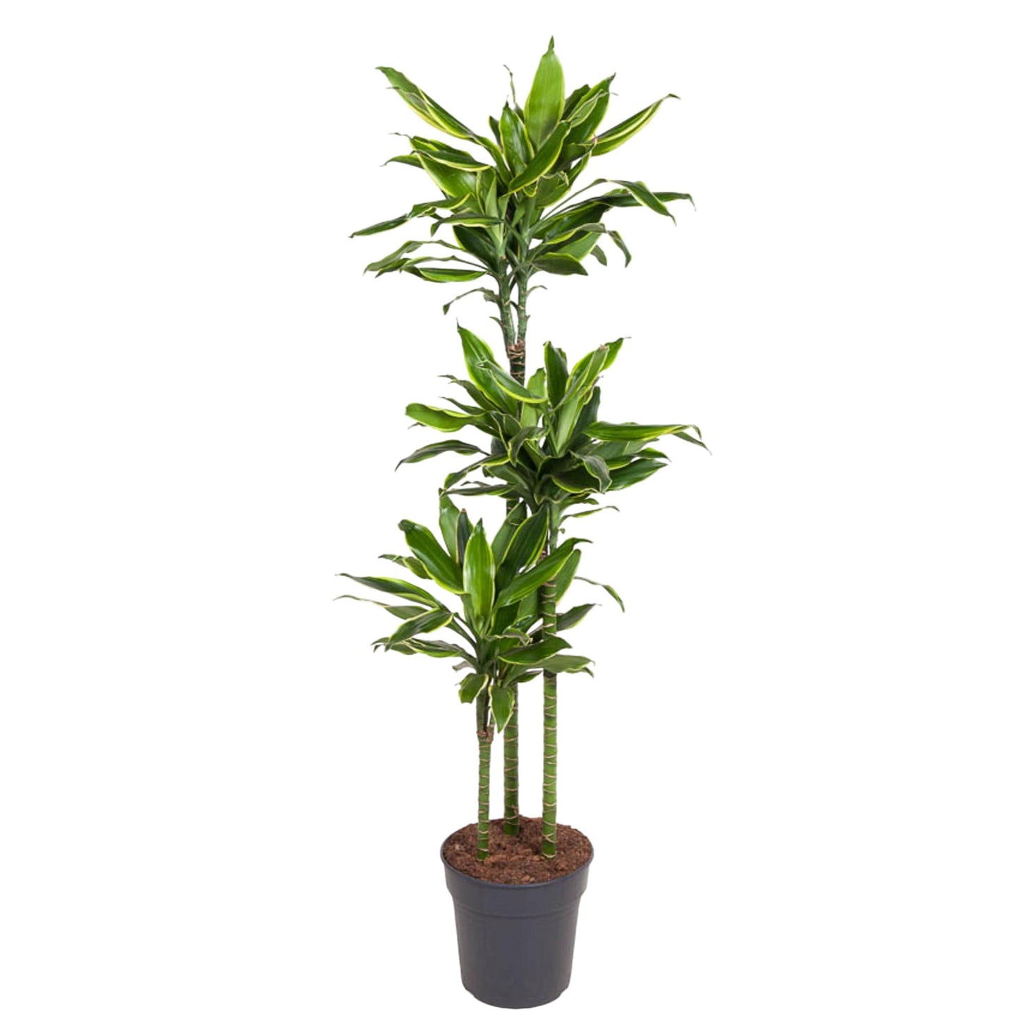 Dracaena Golden Coast - 160 cm - Forest Plants