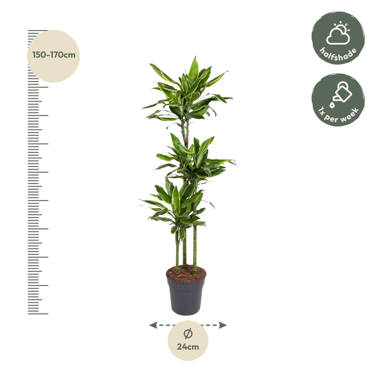 Dracaena Golden Coast - 160 cm - Forest Plants