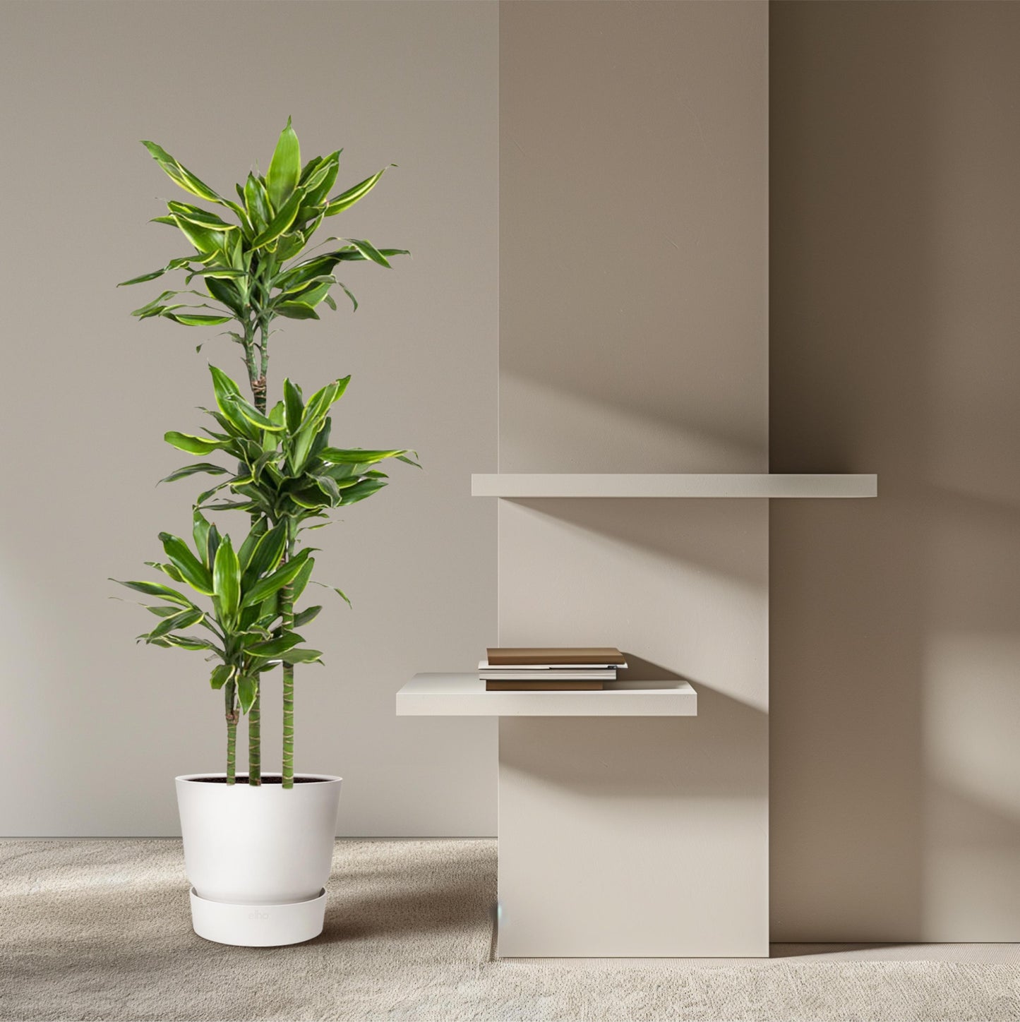 Dracaena Golden Coast - 160 cm - Forest Plants