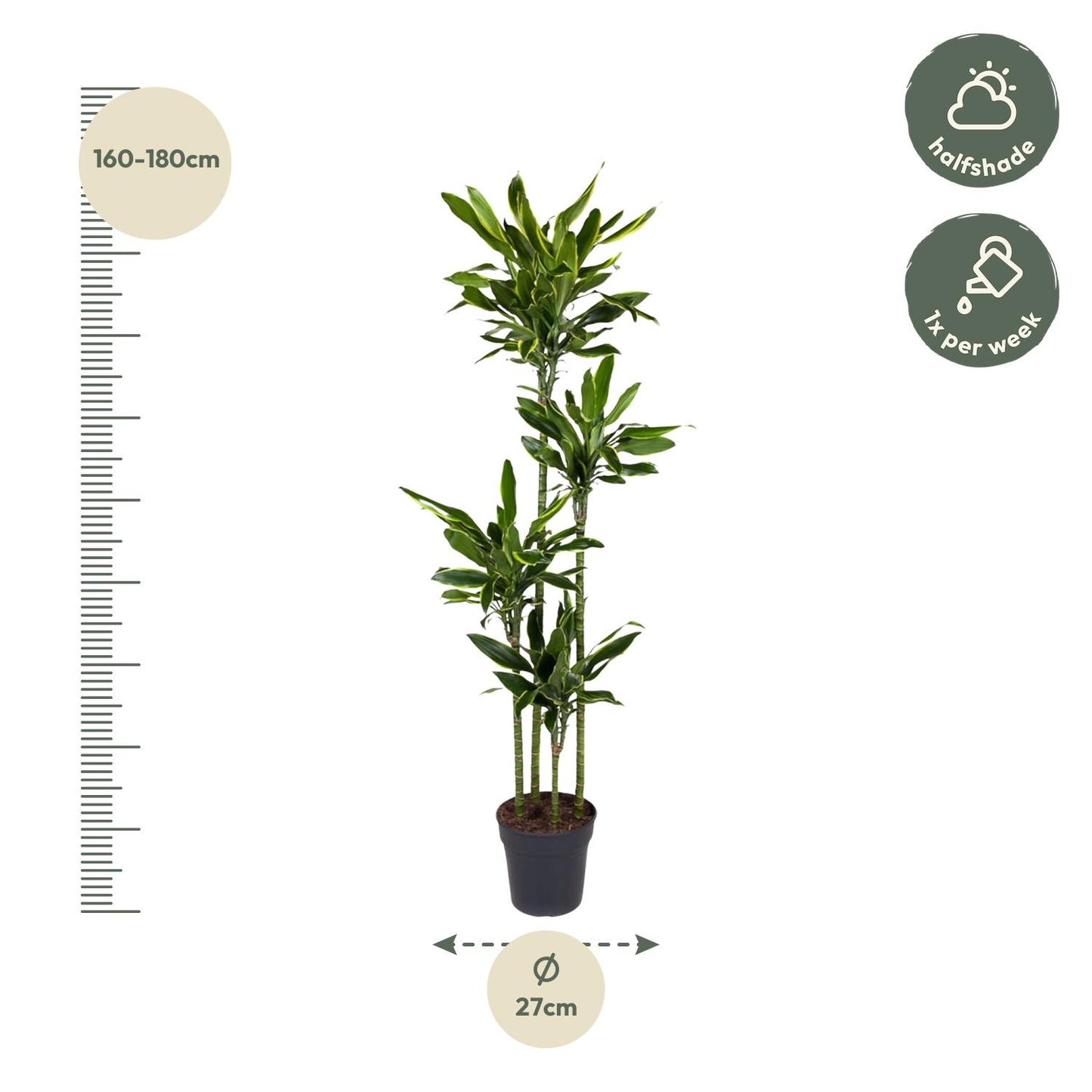 Dracaena Golden Coast - 170 cm - Forest Plants