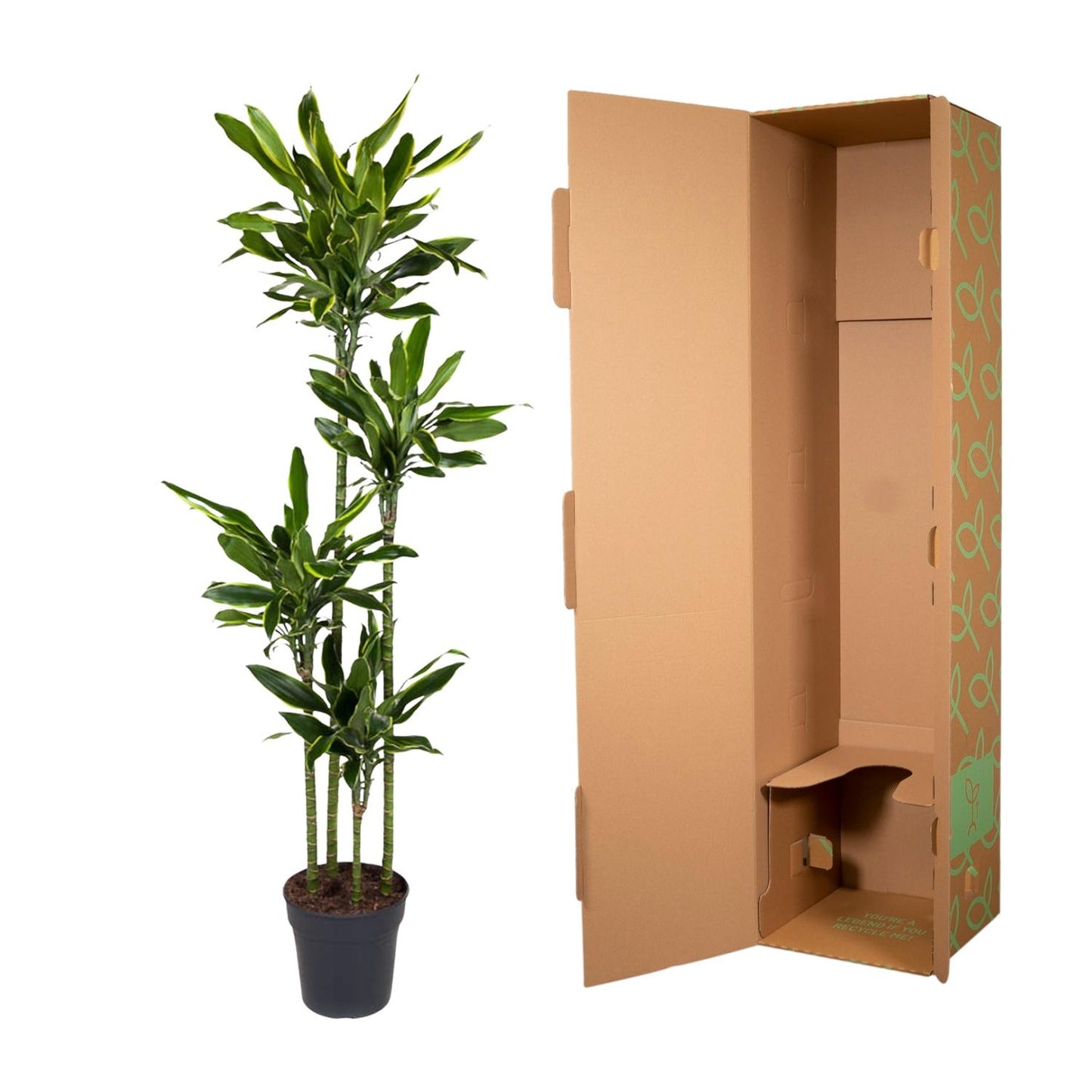 Dracaena Golden Coast - 170 cm - Forest Plants