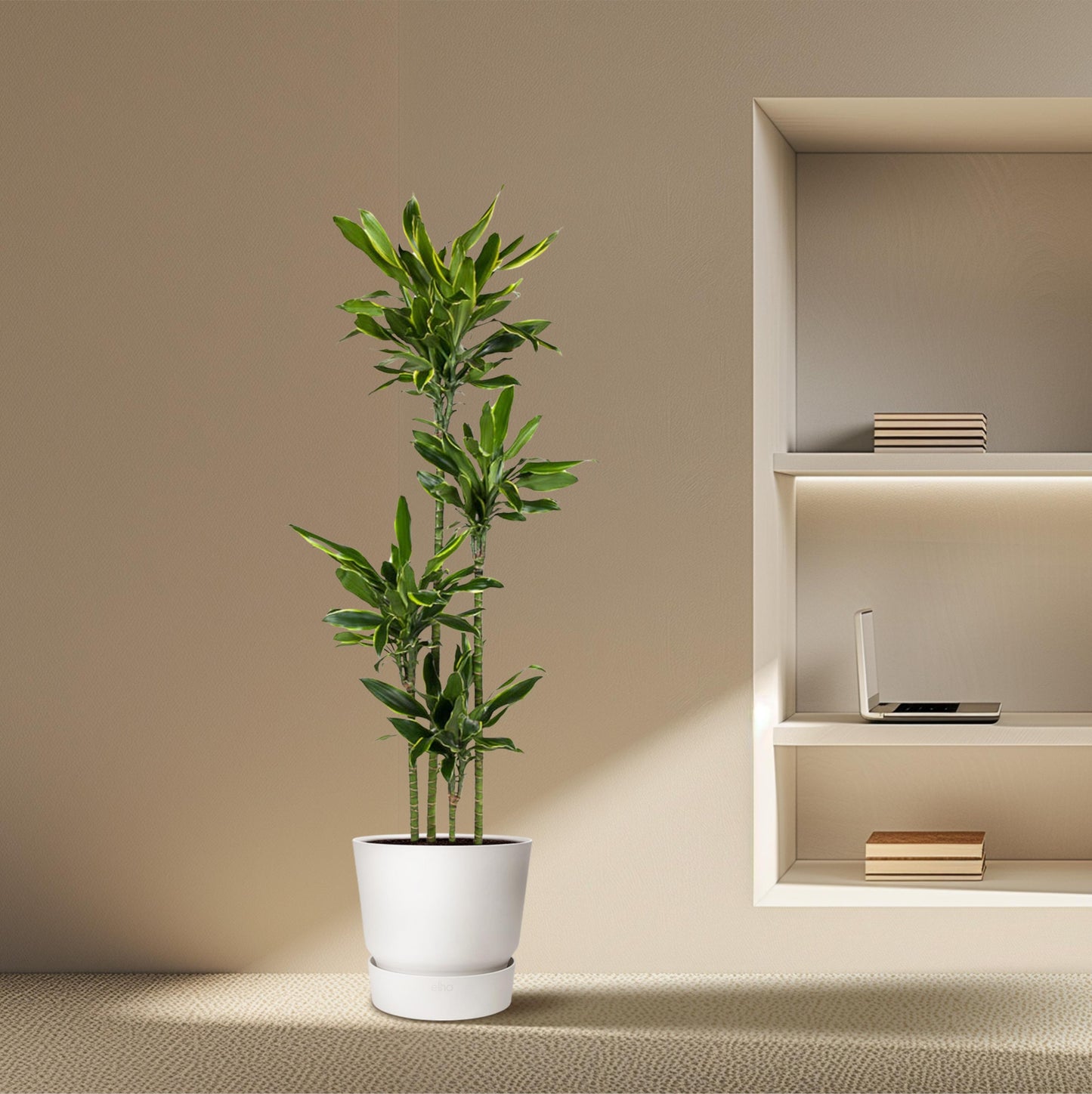 Dracaena Golden Coast - 170 cm - Forest Plants