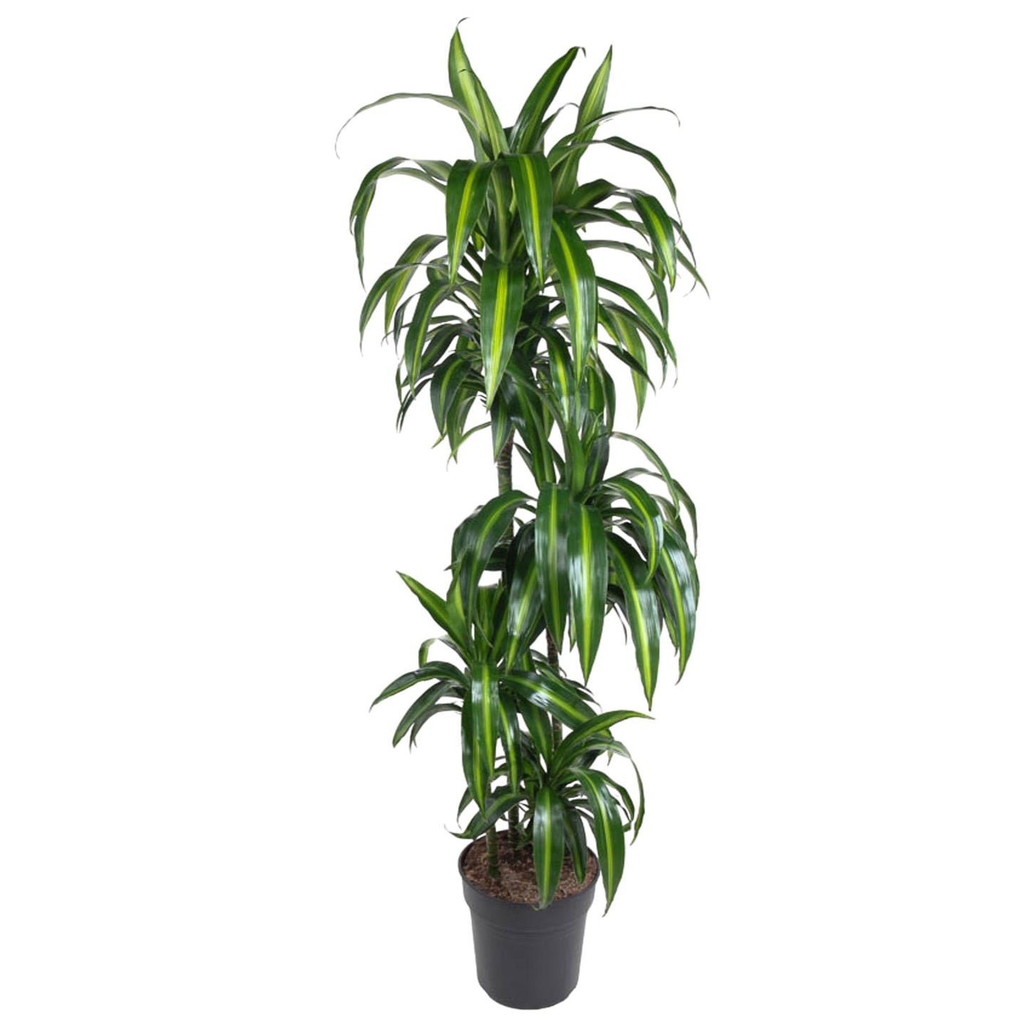 Dracaena Hawaiiana - 180 cm - Forest Plants