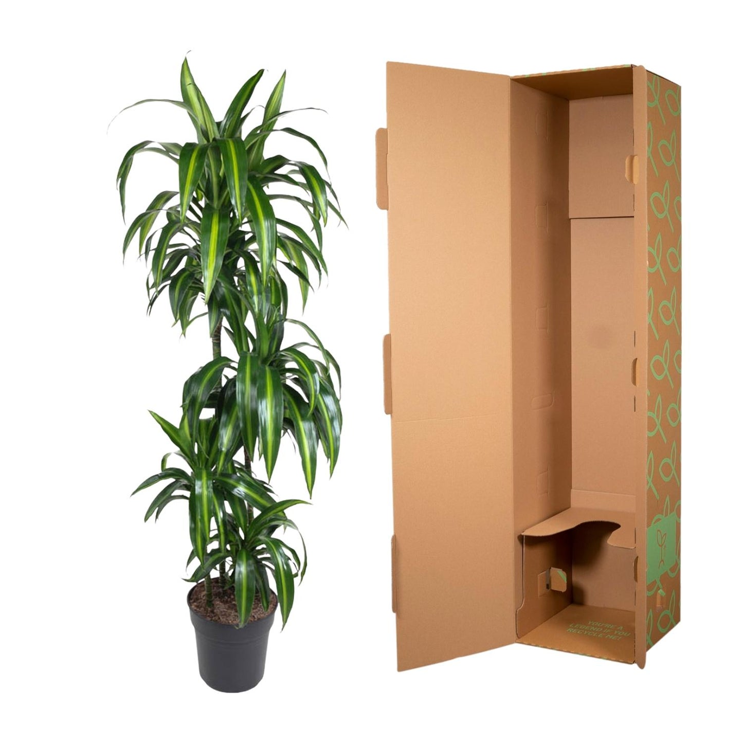 Dracaena Hawaiiana - 180 cm - Forest Plants