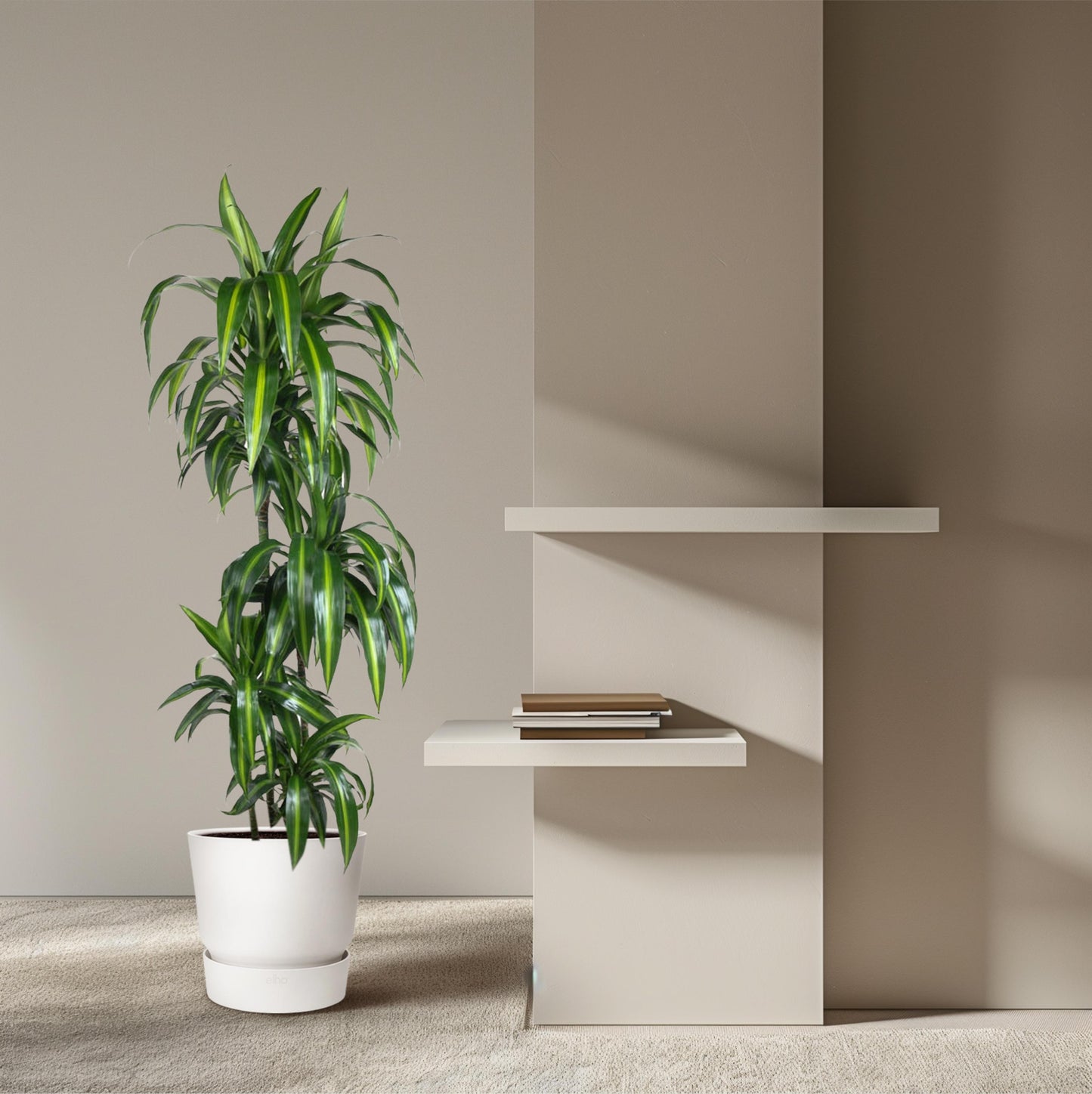 Dracaena Hawaiiana - 180 cm - Forest Plants