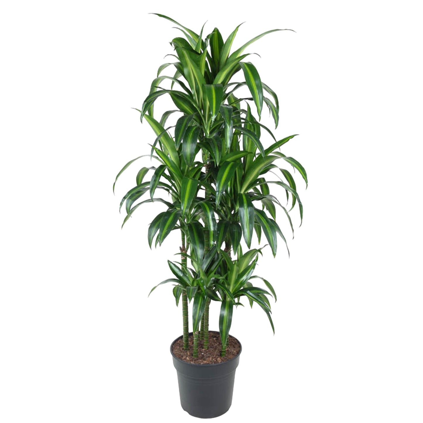 Dracaena Hawaiiana Carrousel - 150 cm - Forest Plants