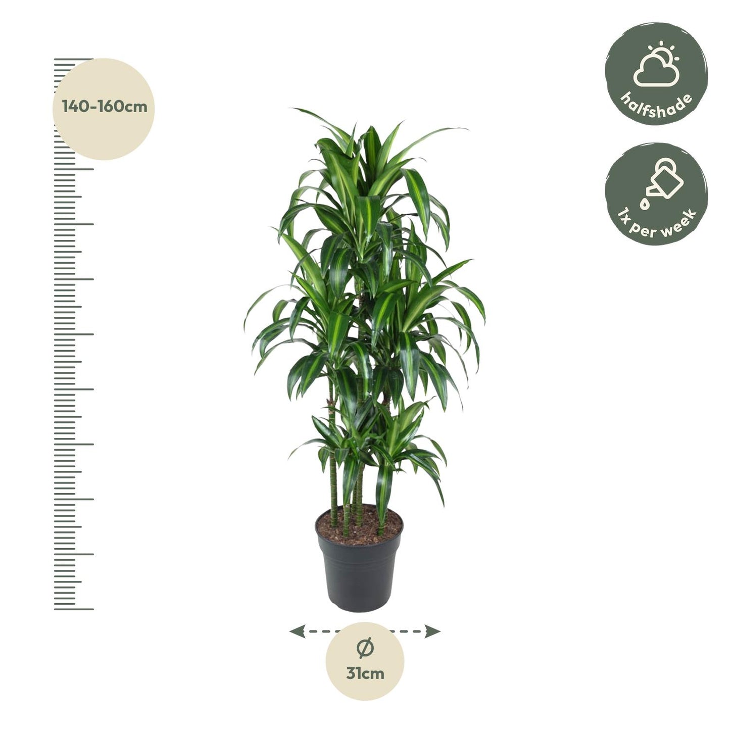 Dracaena Hawaiiana Carrousel - 150 cm - Forest Plants