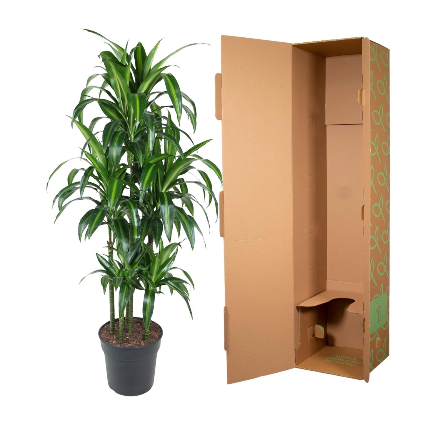Dracaena Hawaiiana Carrousel - 150 cm - Forest Plants