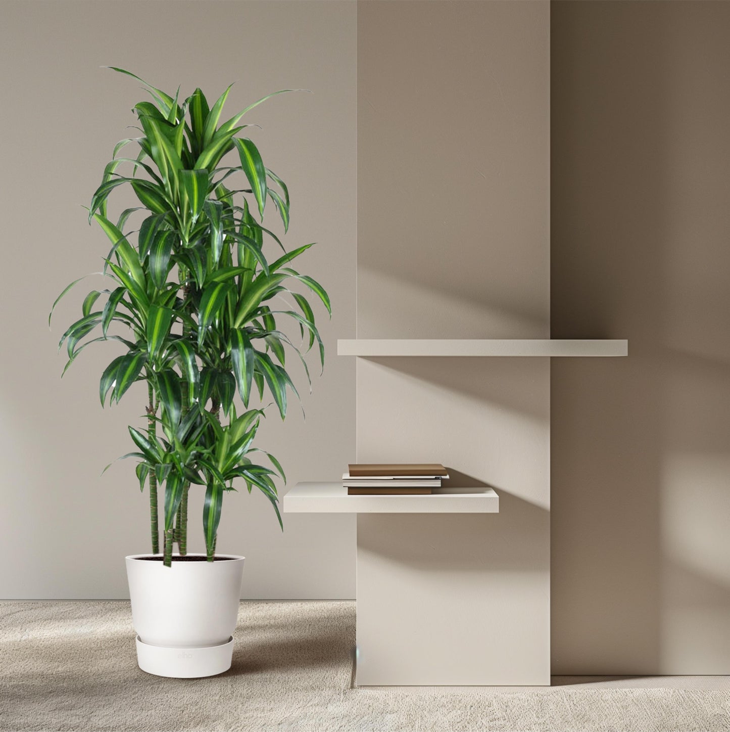 Dracaena Hawaiiana Carrousel - 150 cm - Forest Plants